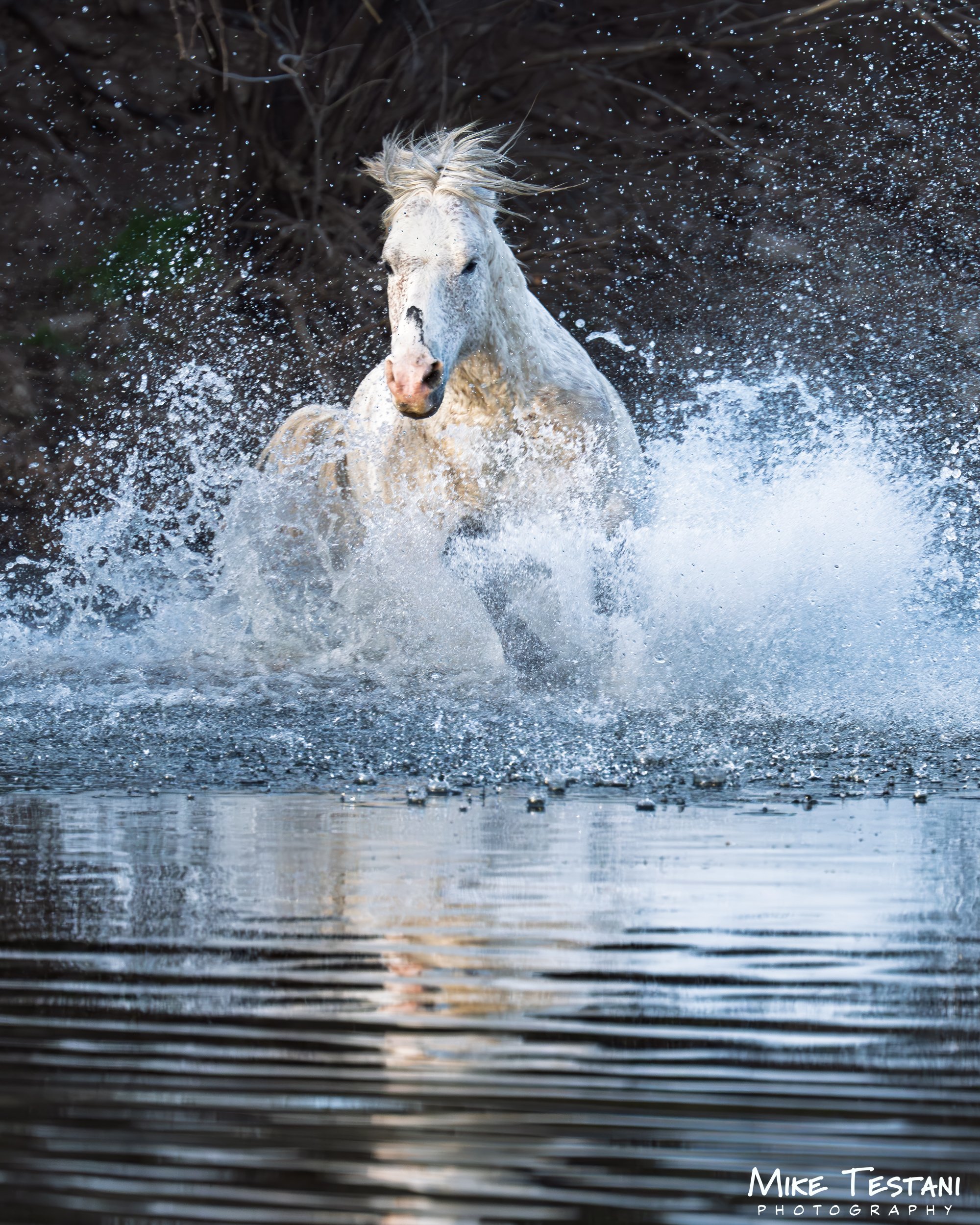 Salt River Horses 2026 Feb 9 E.jpg