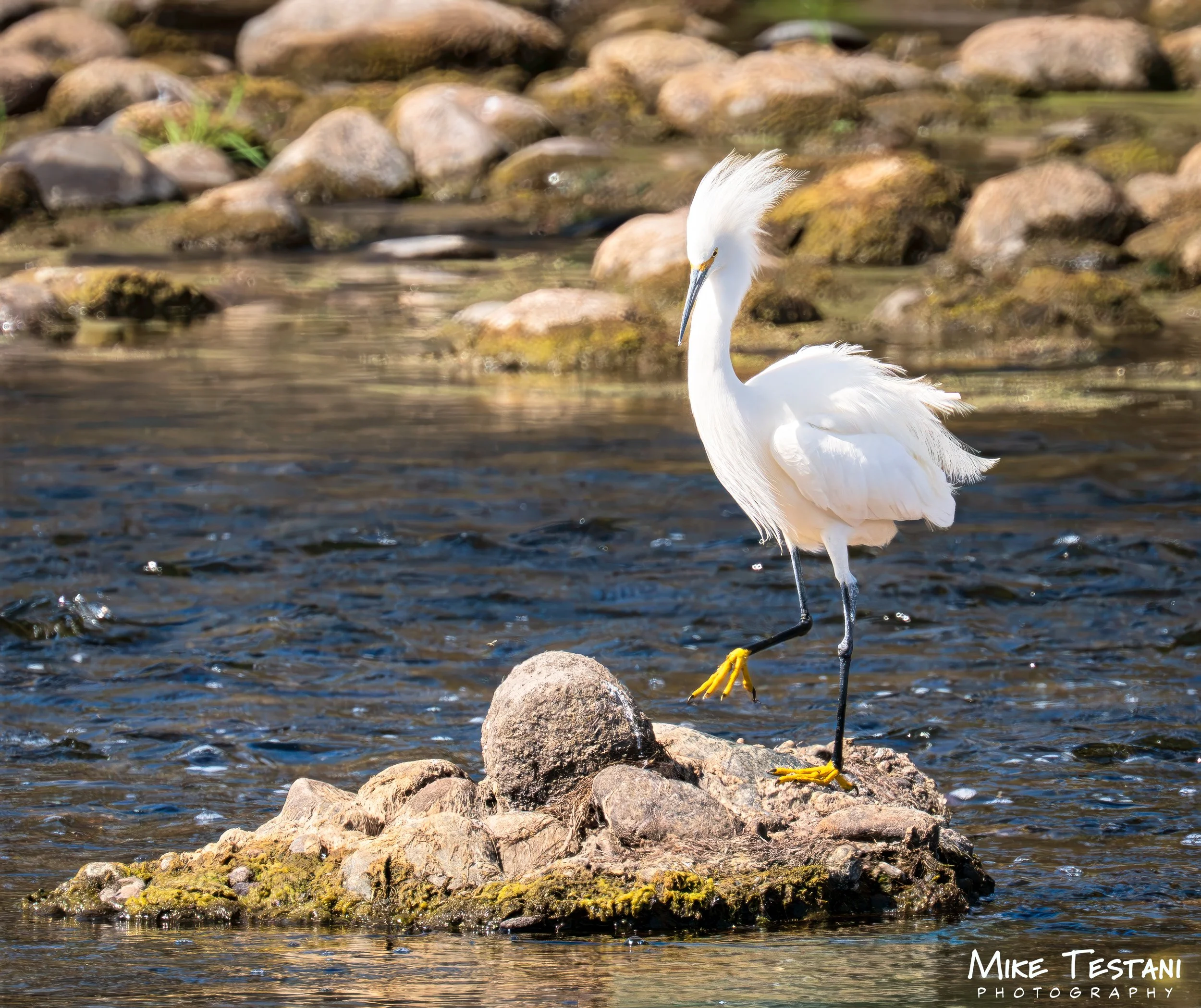 Egrett  3 314 .jpg