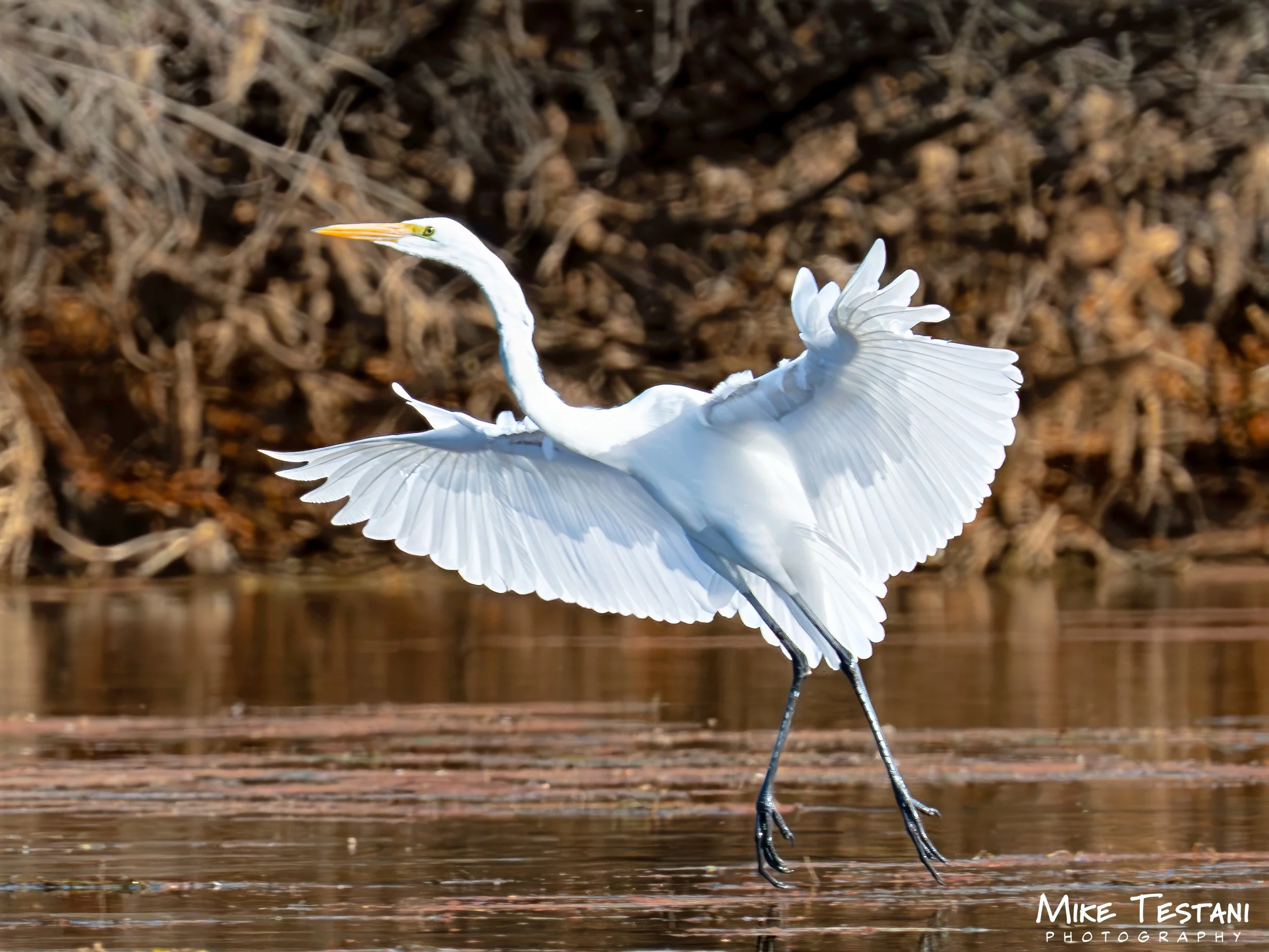 Egrett SR.jpg