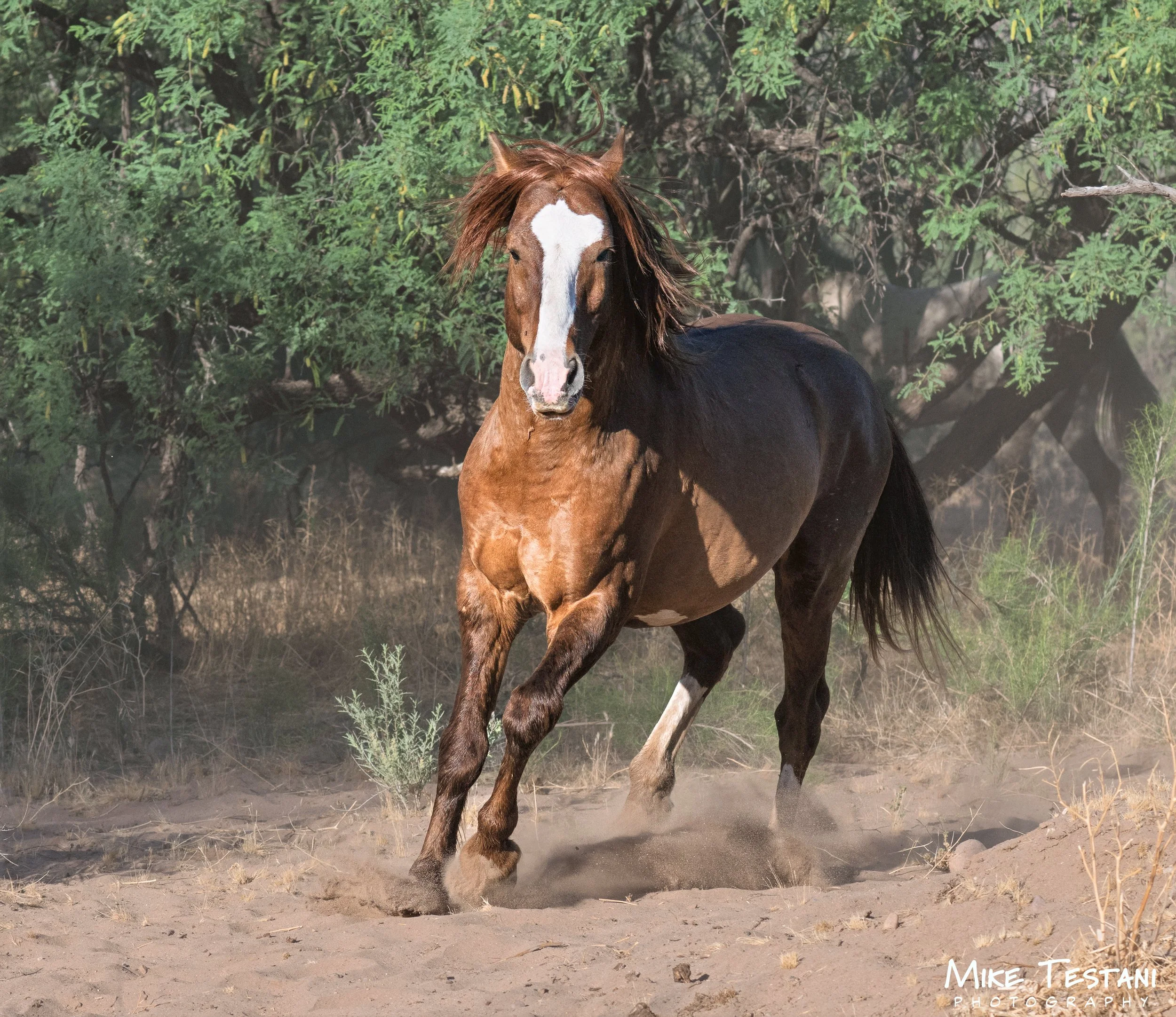 S R Horses April 11 26 C.jpg