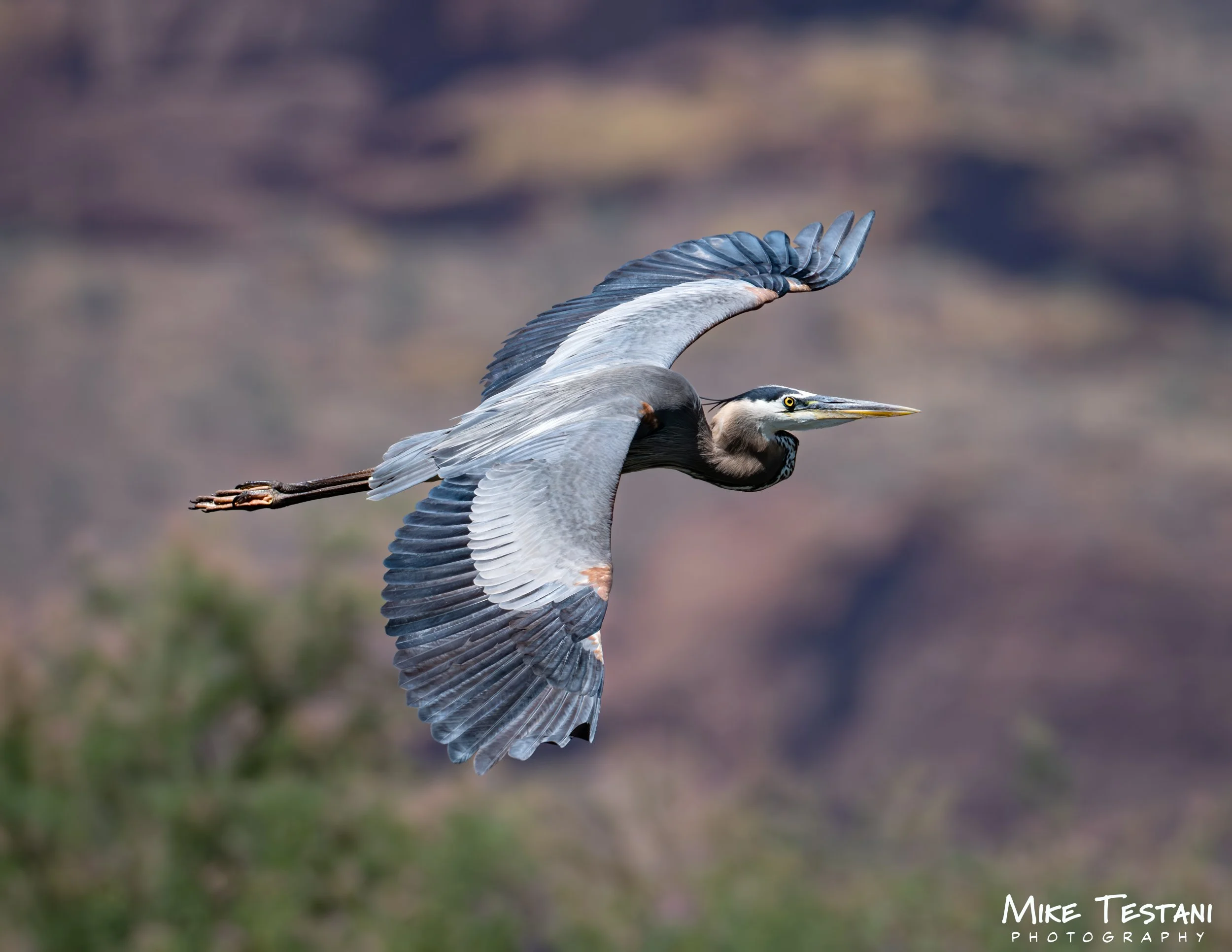 A heron in mid-flight with wings spread, showing detailed feathers and a long, pointed beak, against a blurred natural background.