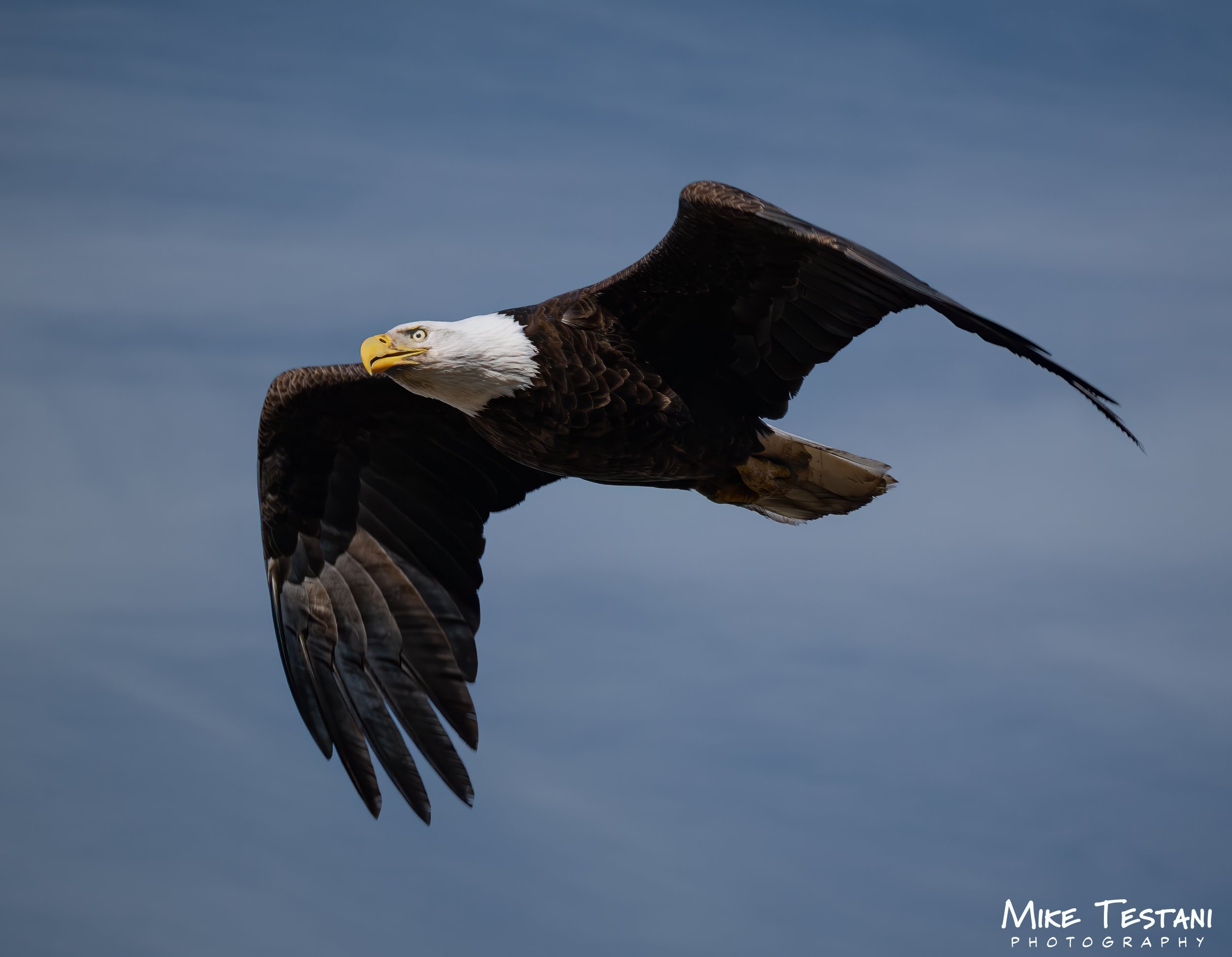 Salt River Eagle 13 L.jpg