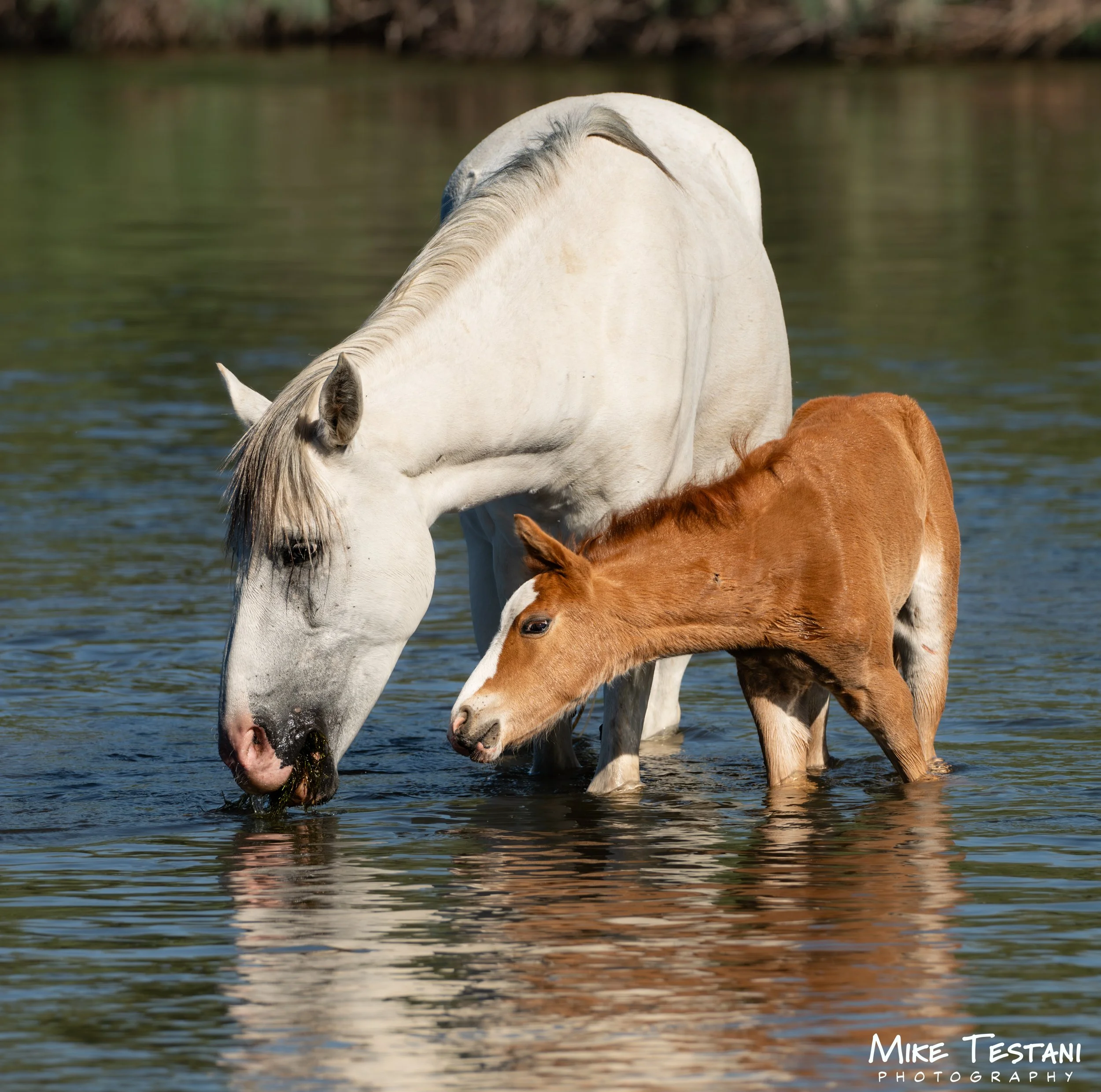 A white horse and a brown foal drinking water in a pond with a blurred background of trees.