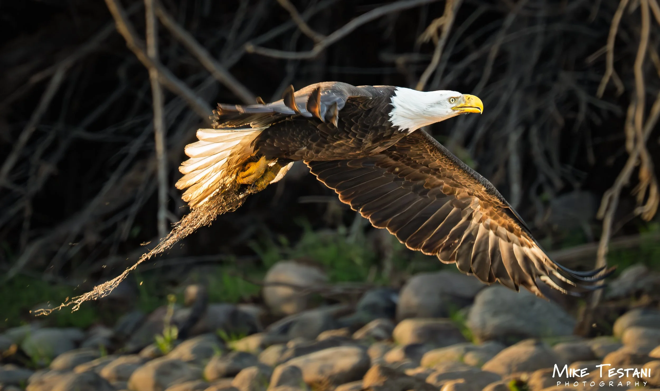 Salt Rivger Eagle 2026 11w.jpg