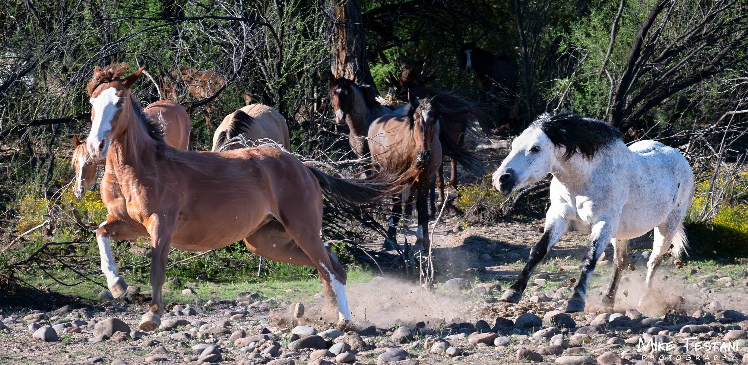 Salt River Horses March 19 2026.jpg