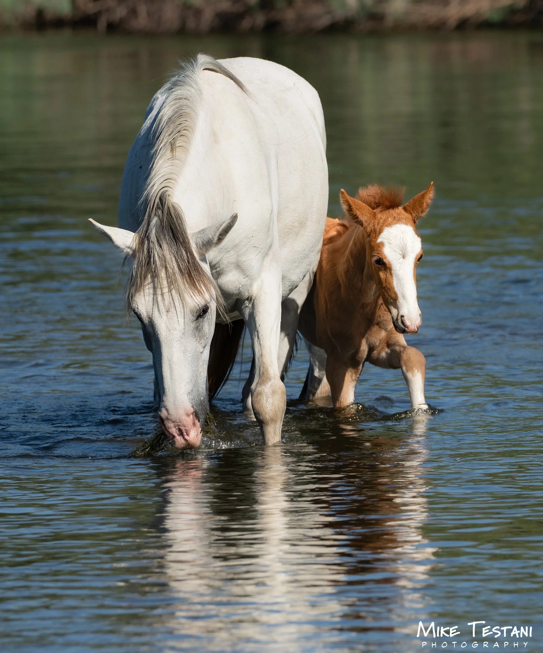 A white horse and a brown and white foal are wading in a body of water together.