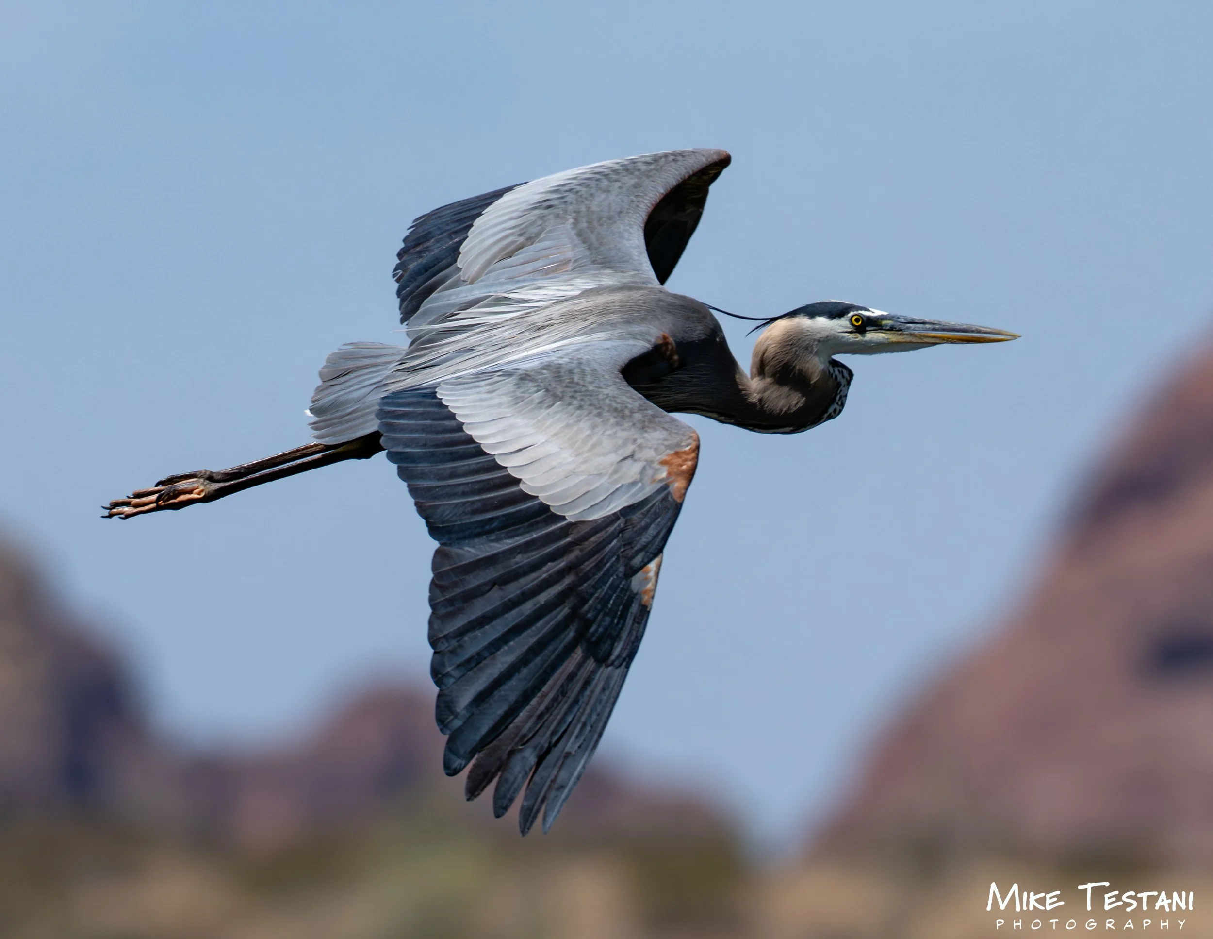 A large heron in flight against a cloudy sky.