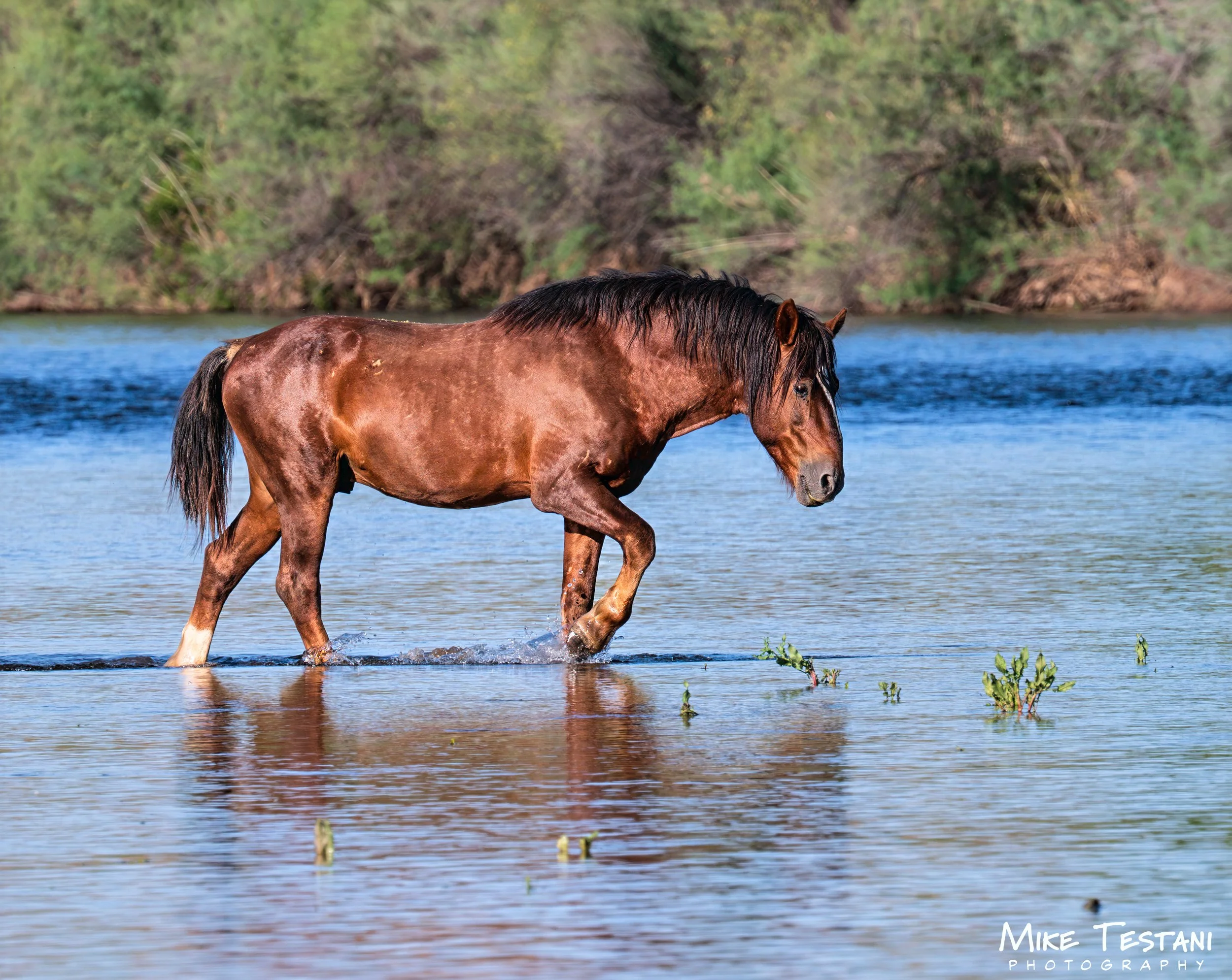 Salt River Horses 17  April 2026-11.jpg
