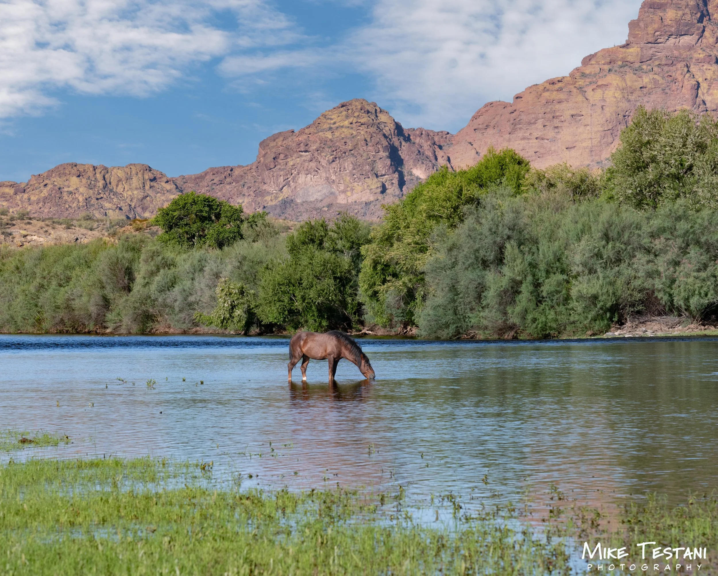 Salt River Horses 17  April 2026-9.jpg