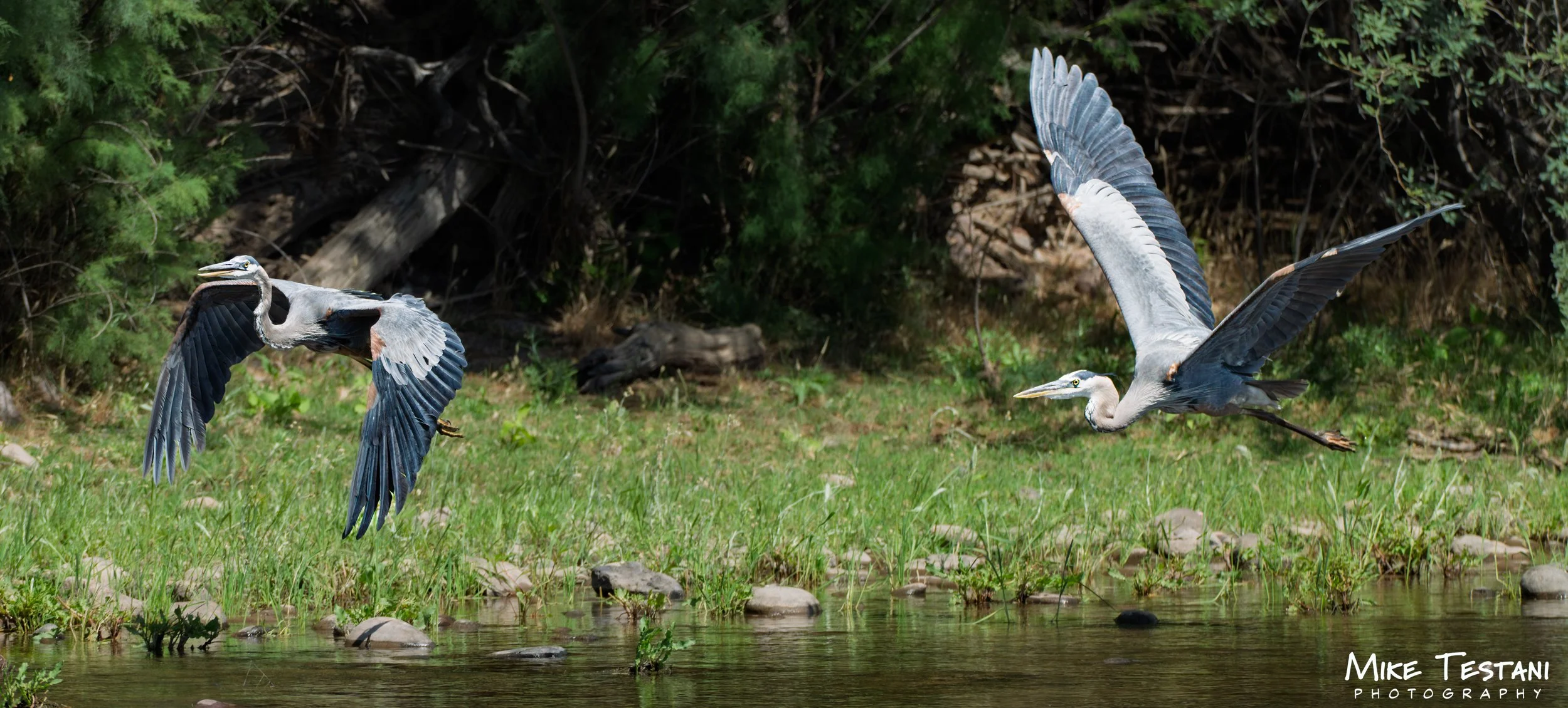 Two herons flying low over a stream with rocks, green grass, and trees in the background.