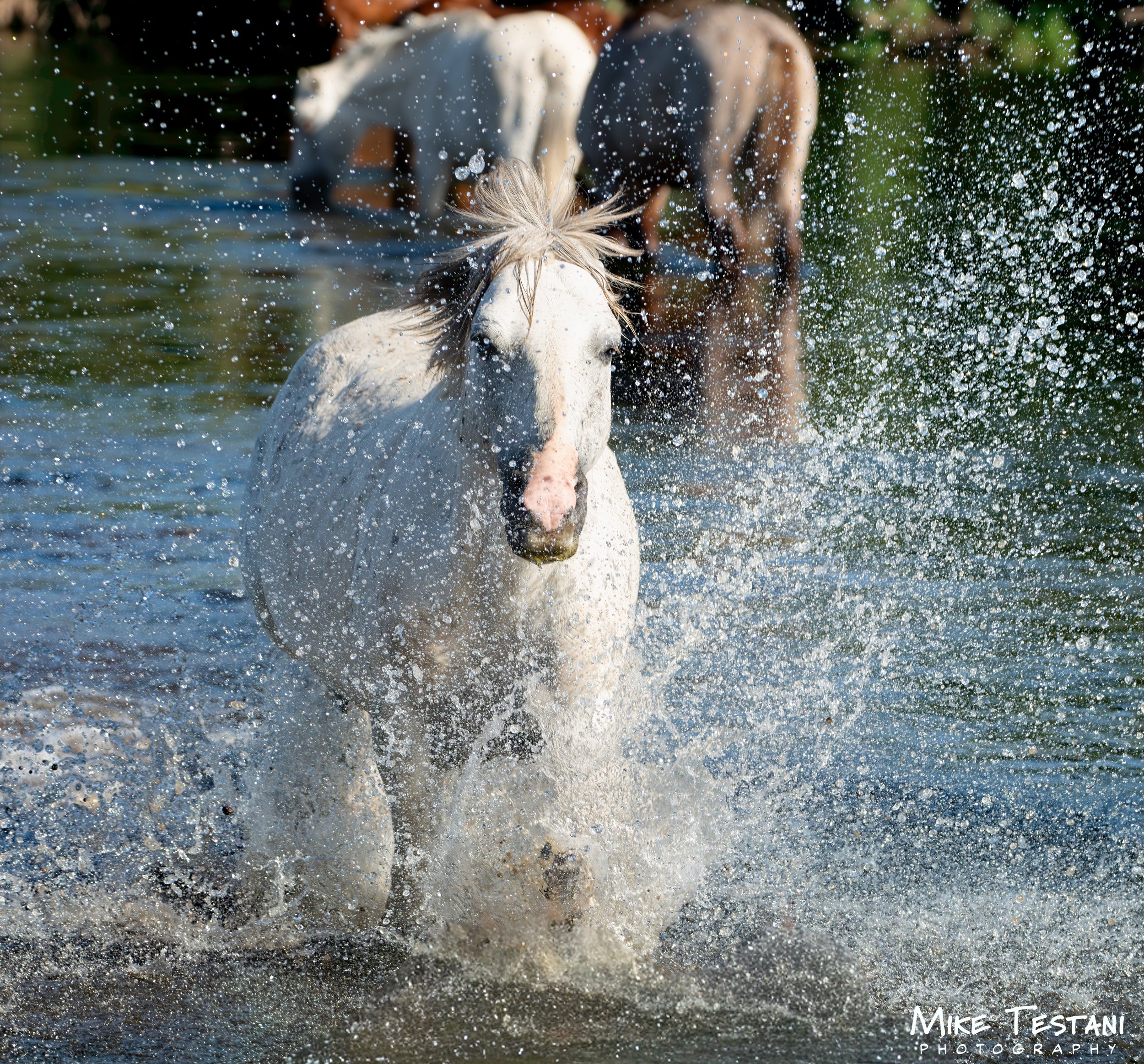 A white horse with a flowing mane splashing through water with a brown and white horse behind it.