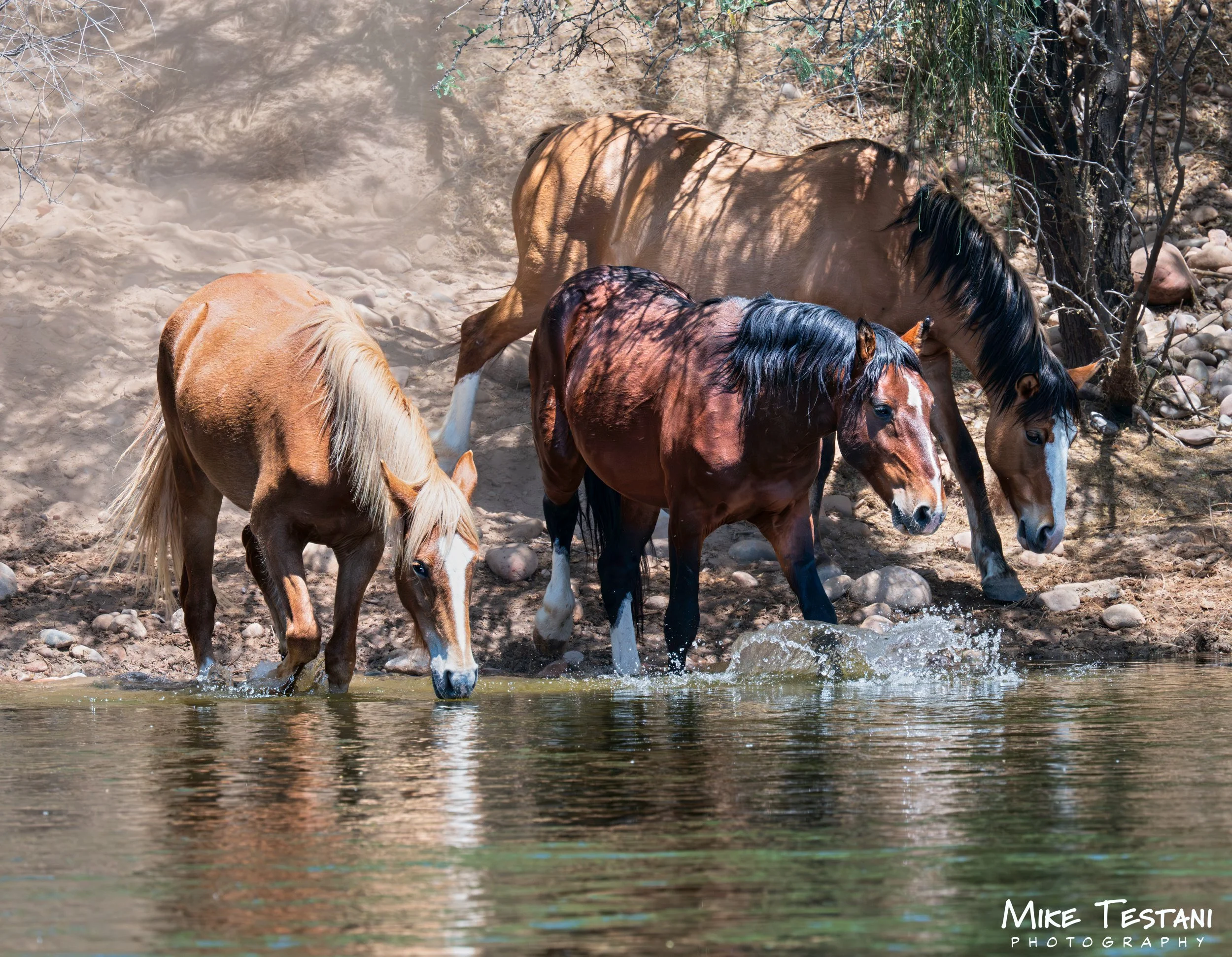 Salt River Horses 17  April 2026-17.jpg