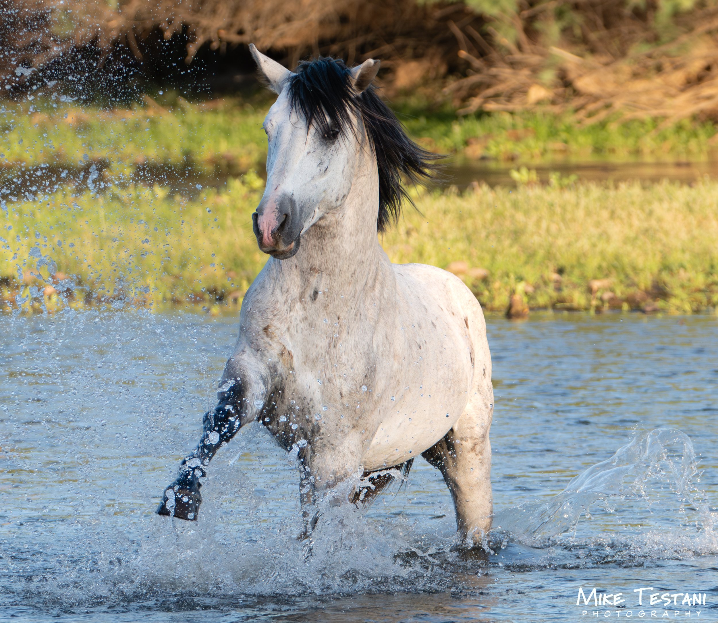 White horse with black mane shaking water in a river or pond, with green foliage and grass in the background.