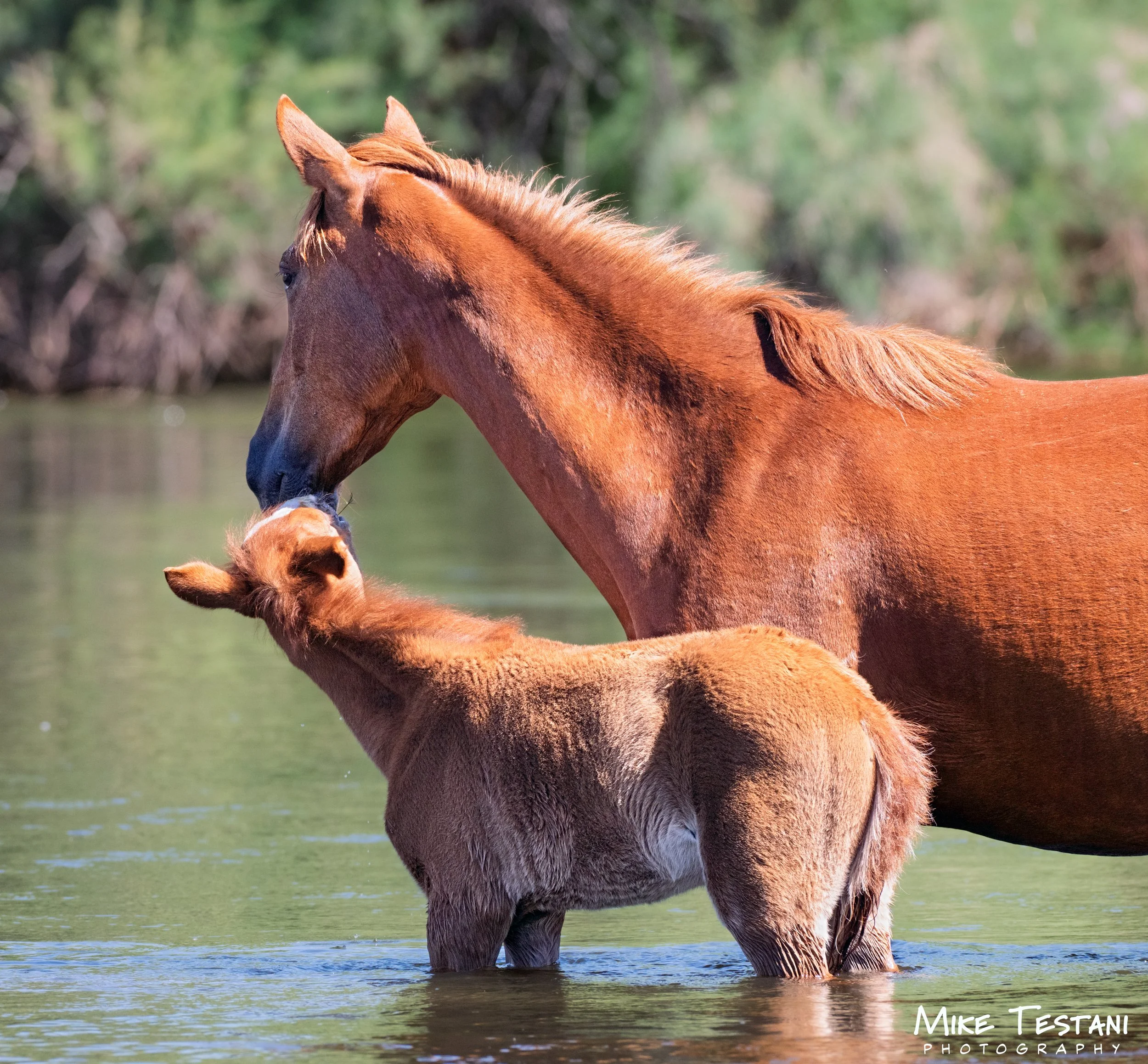 A close-up of a chestnut-colored horse standing in a shallow body of water, with a blurred green forest background.