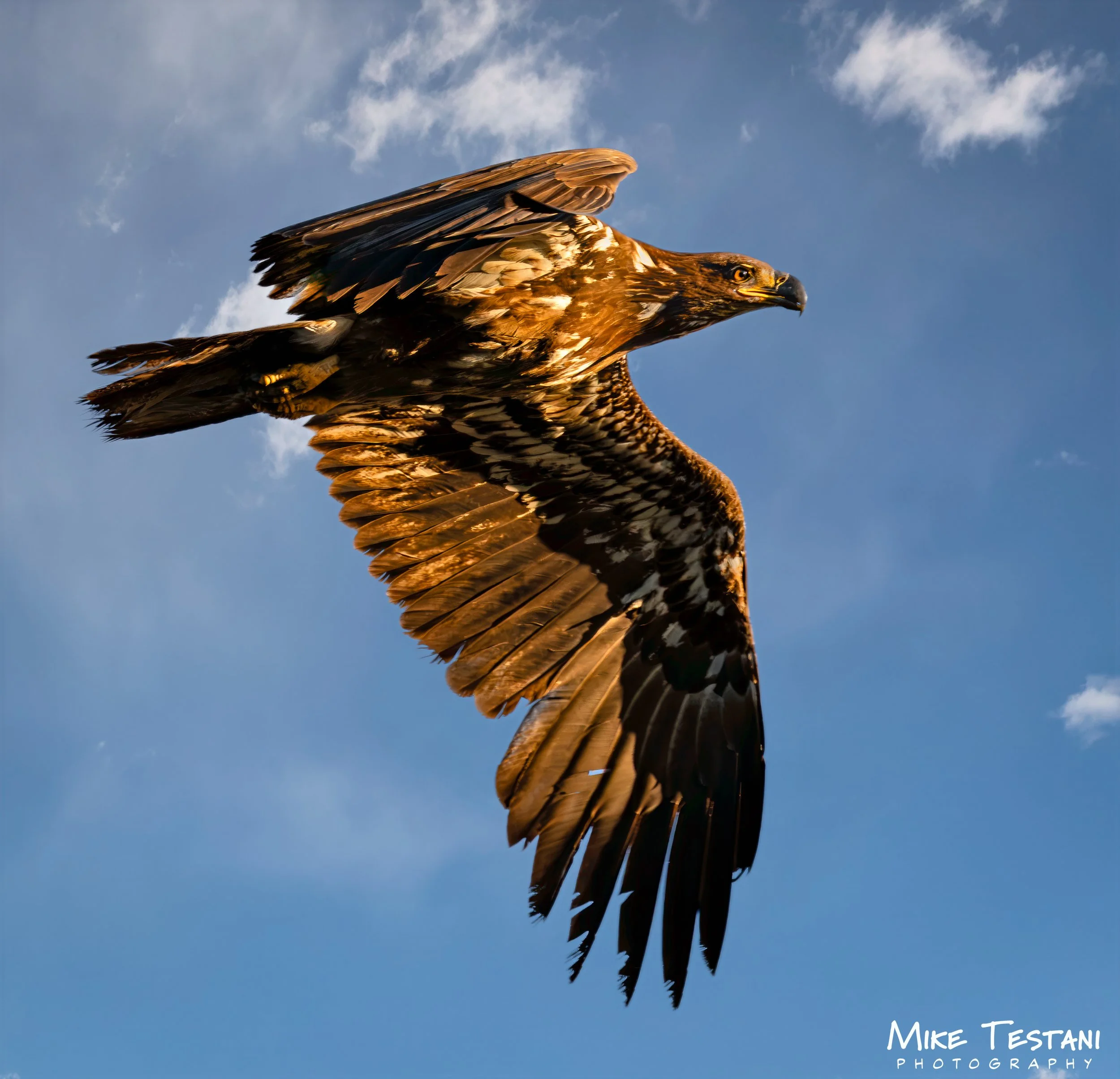 Juvinile Bald Eagle March 19 2026 C.jpg