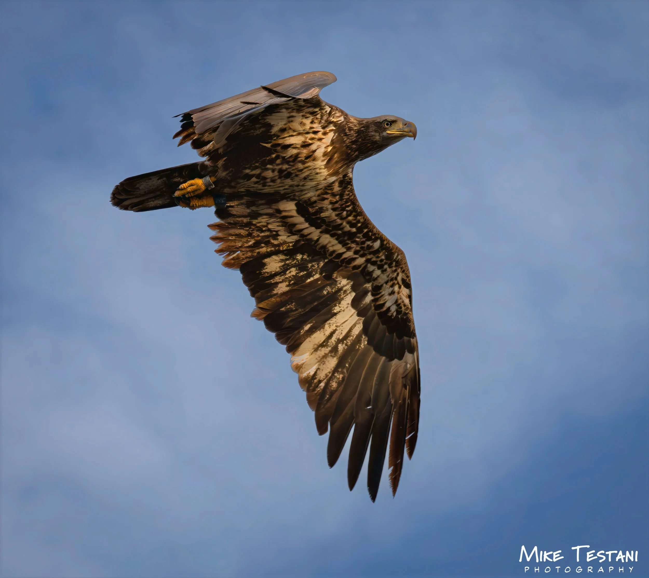 Juvinile Bald Headed Eagle 4 26.jpg