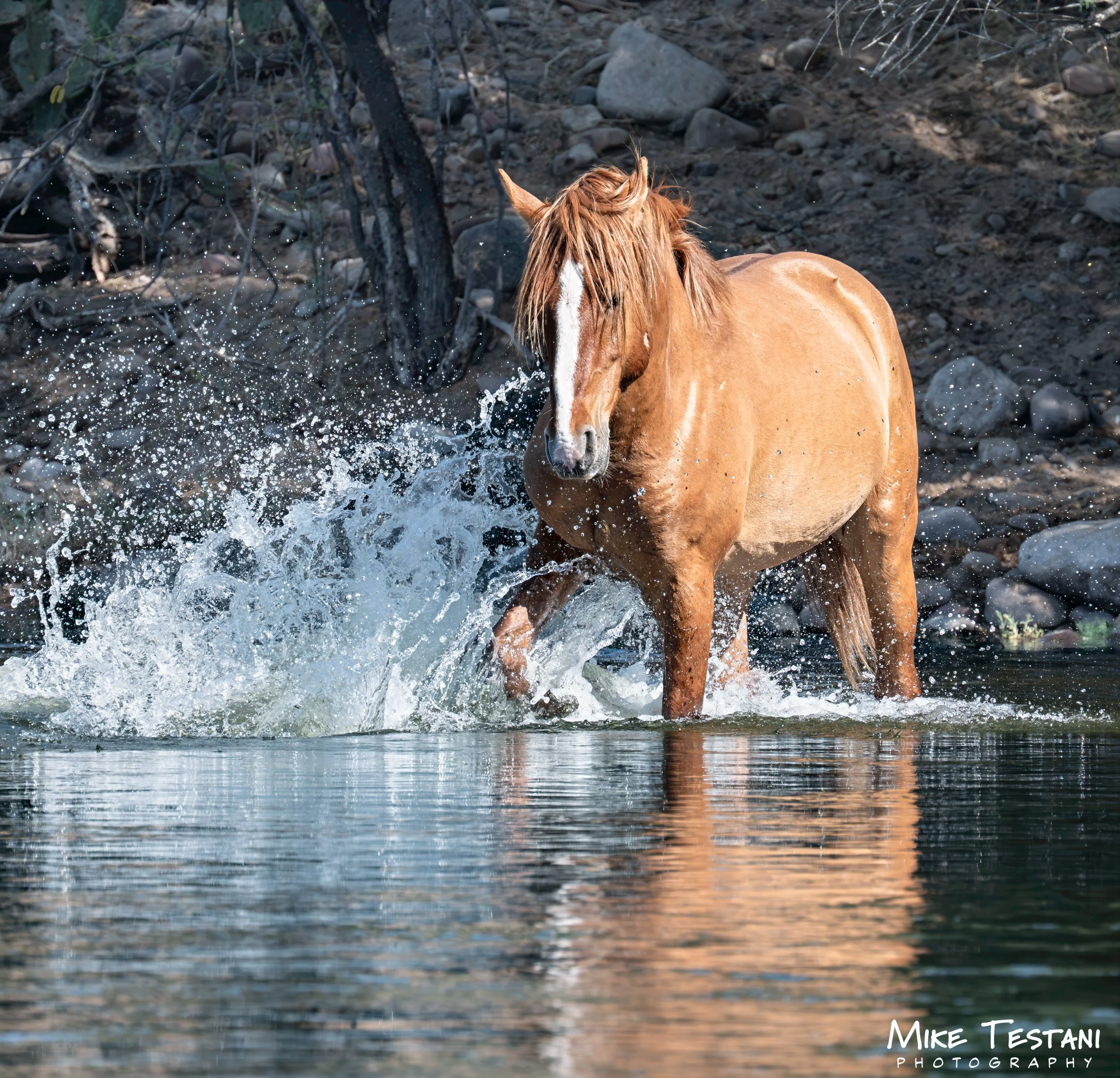 Salt River Horses 17  April 2026-32.jpg