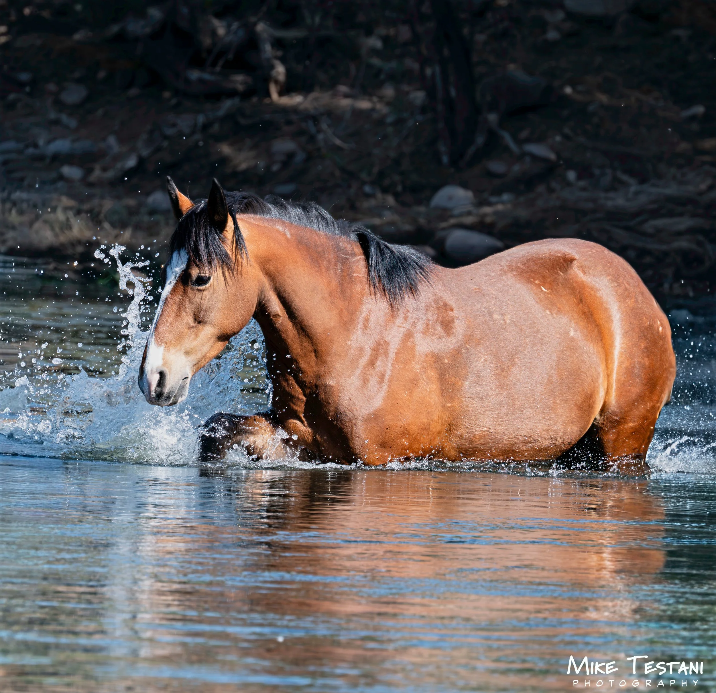 Salt River Horses 17  April 2026-31.jpg