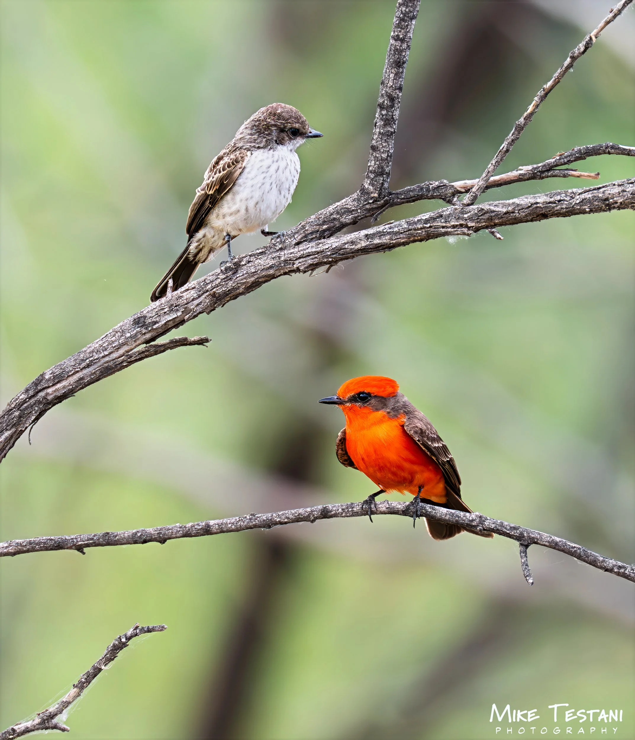 Mr & Mrs Fly Catcher.jpg