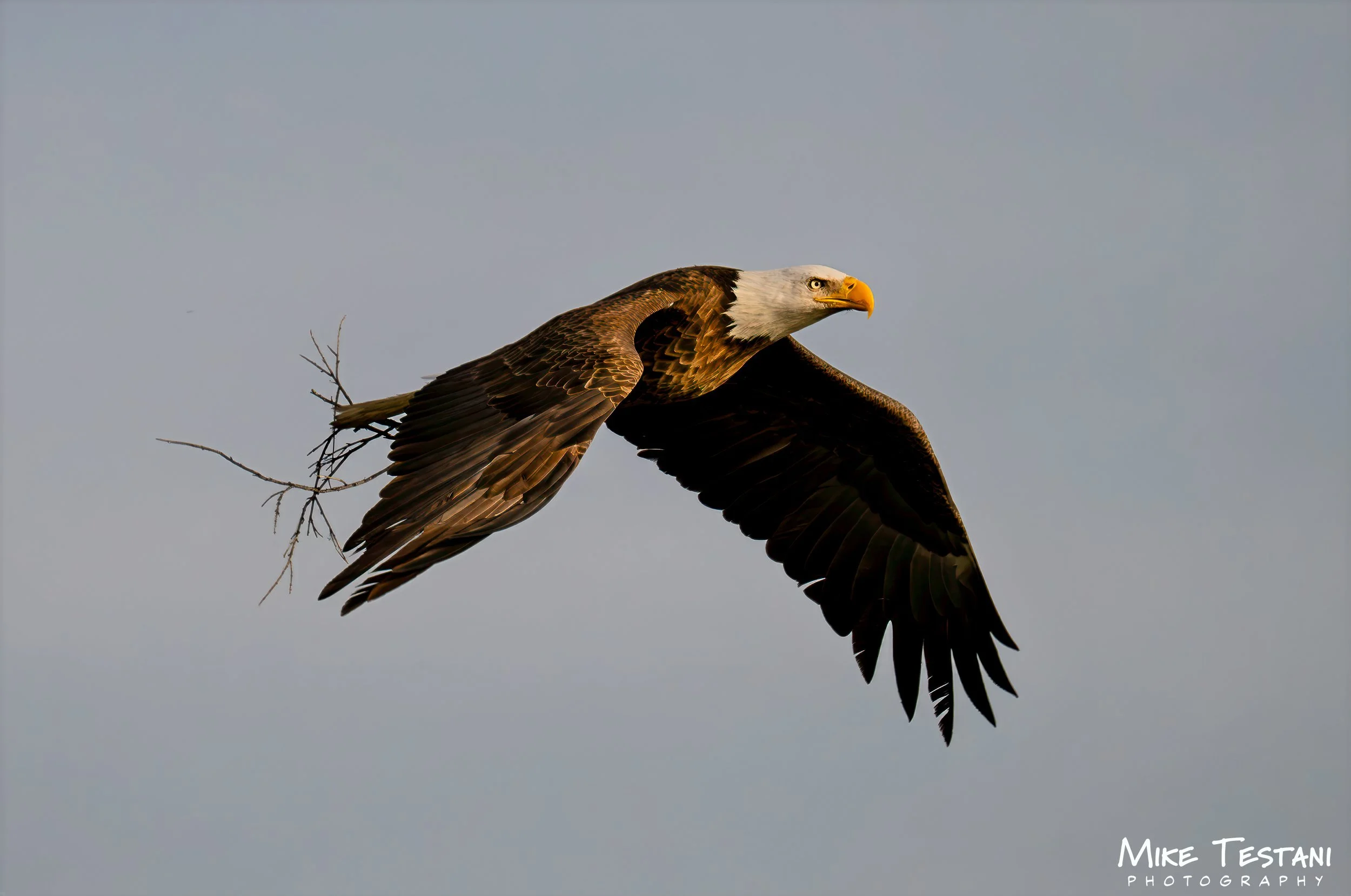 Eagle 3-28 SR 2.jpg