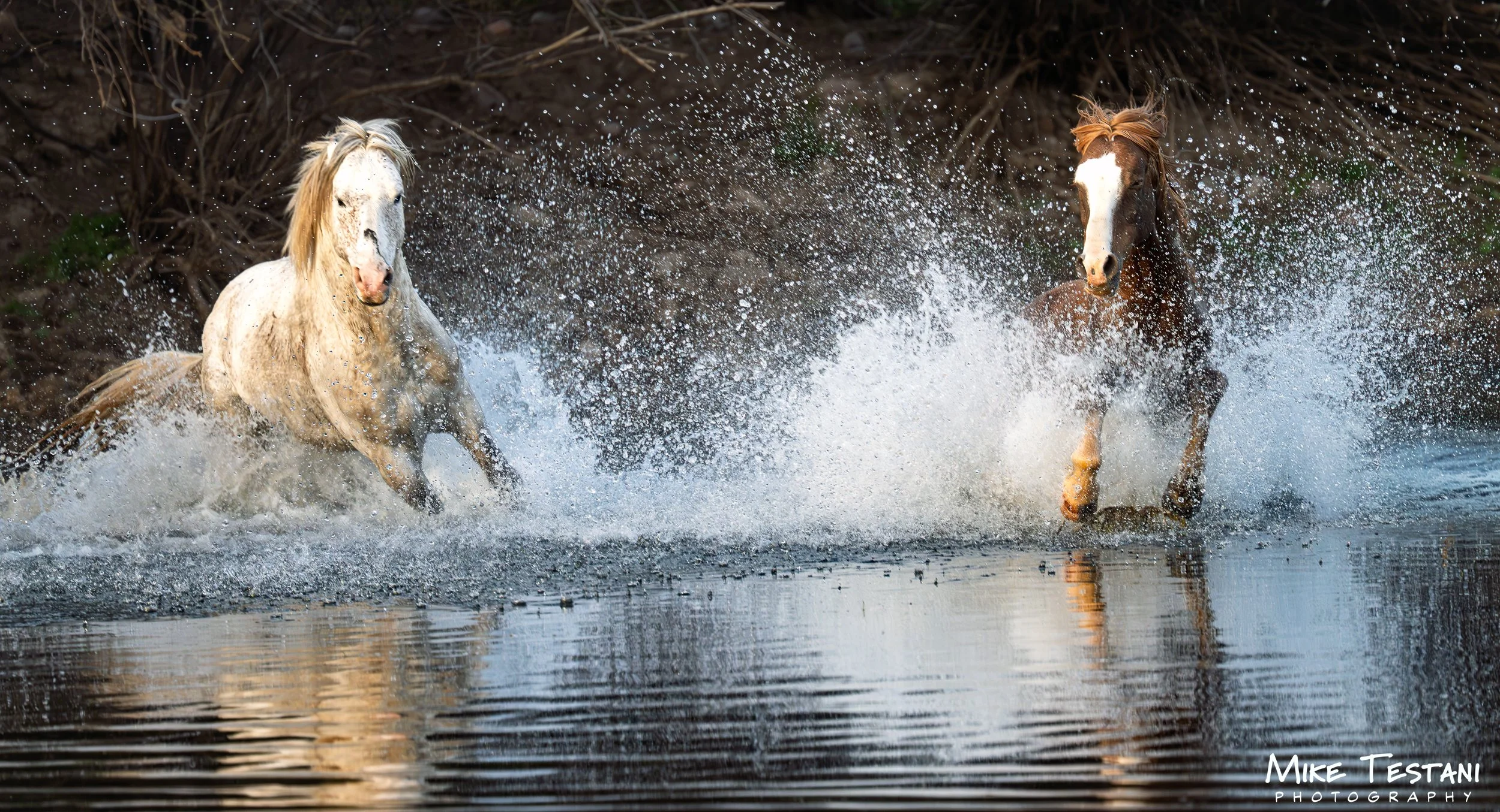 Salt River Horses 2026 Feb 9 D.jpg