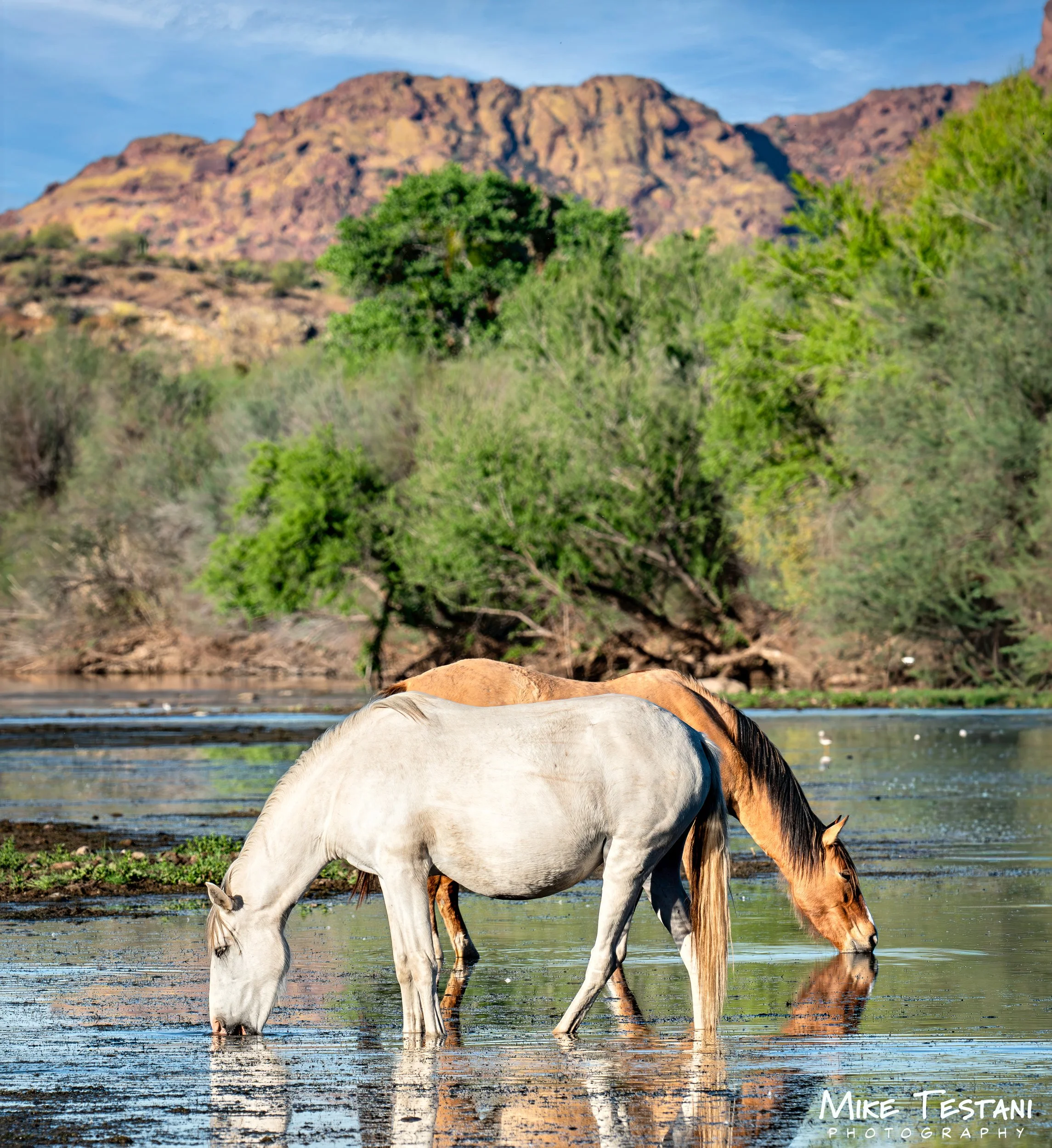Salt River Sunrise March 19 2026 A.jpg