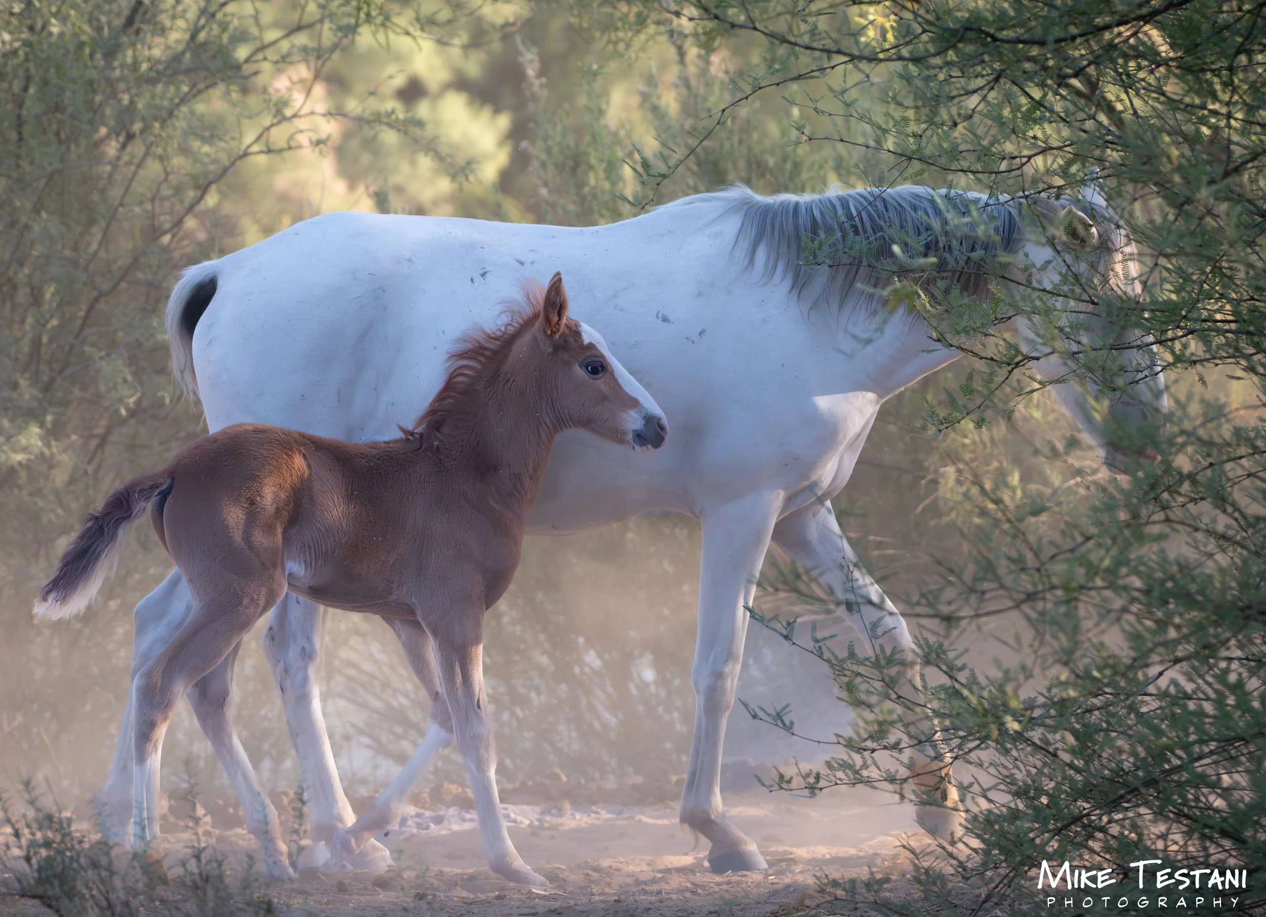 A white horse with a chestnut foal standing beneath it among green trees and bushes.