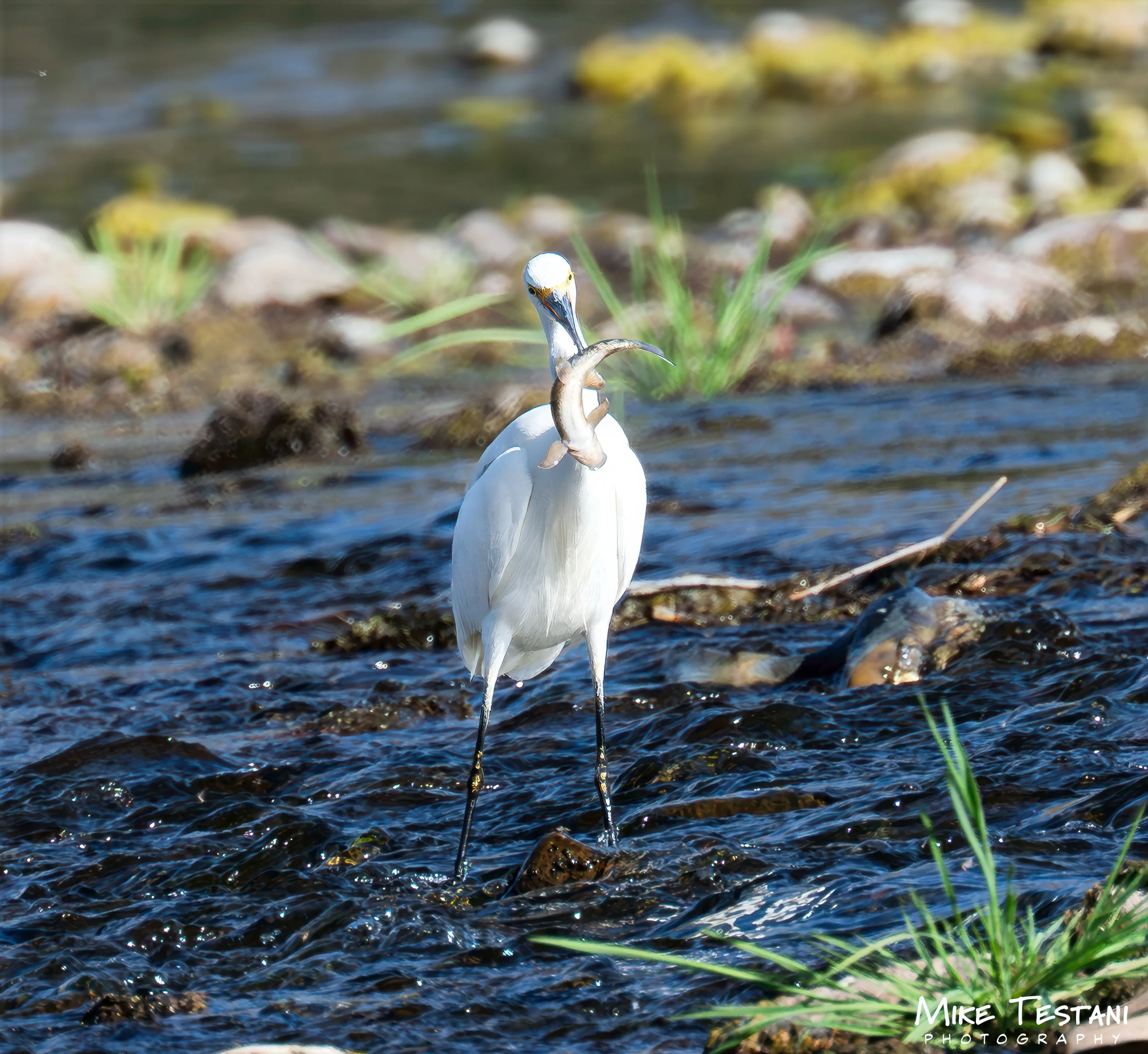 Egrett + Fish 2.jpg