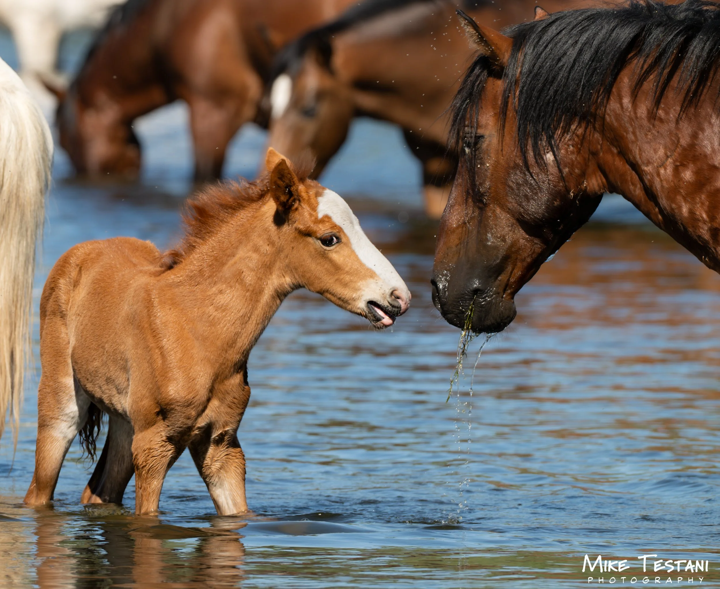 A group of horses, including a brown one with a black mane and a smaller foal, standing in water, with their heads close together. Sunlight reflects off the water around their legs.
