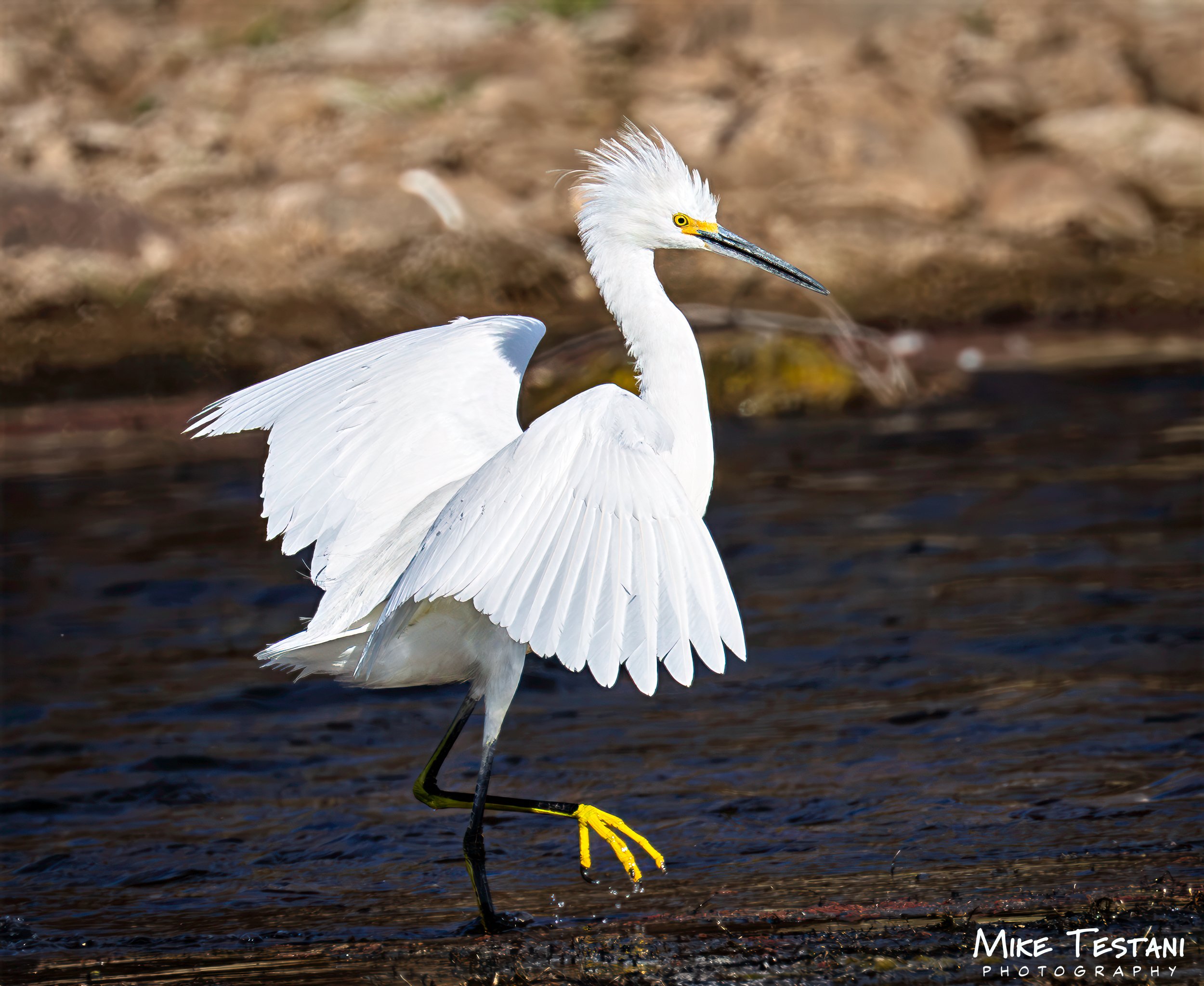 Egrett SR 4.jpg