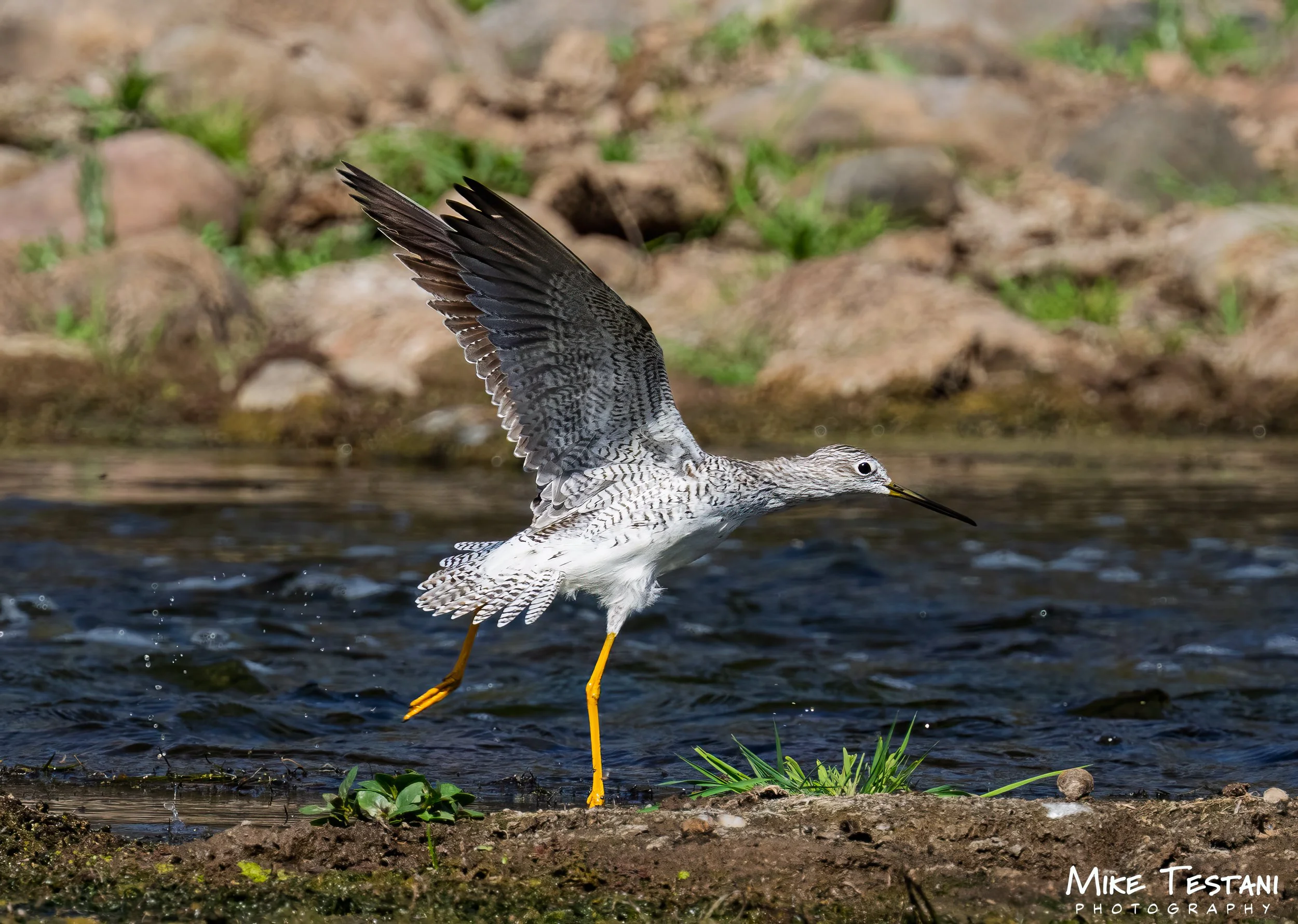 Bird 2 314.jpg