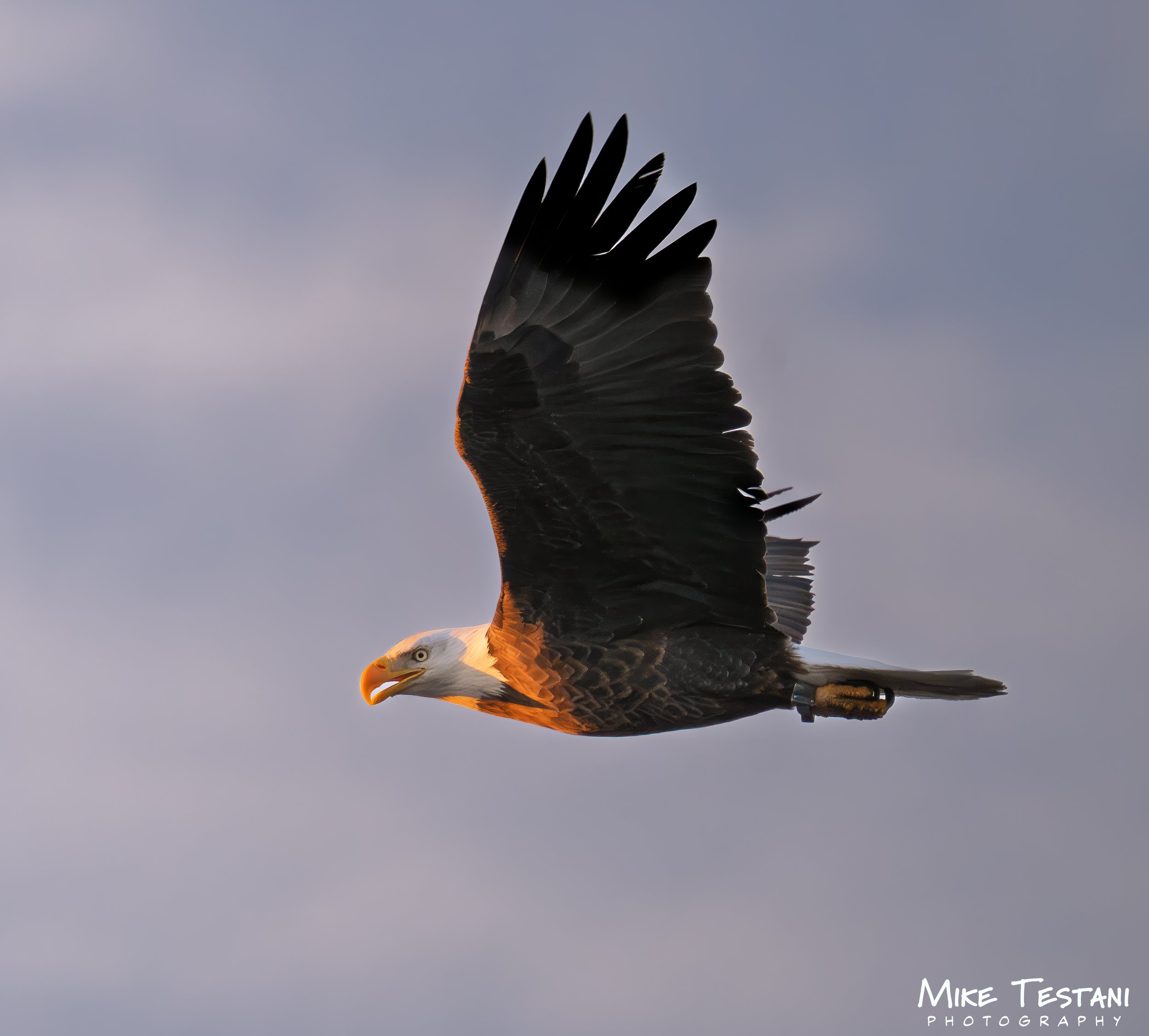 Salt Rivger Eagle 2026 4.jpg