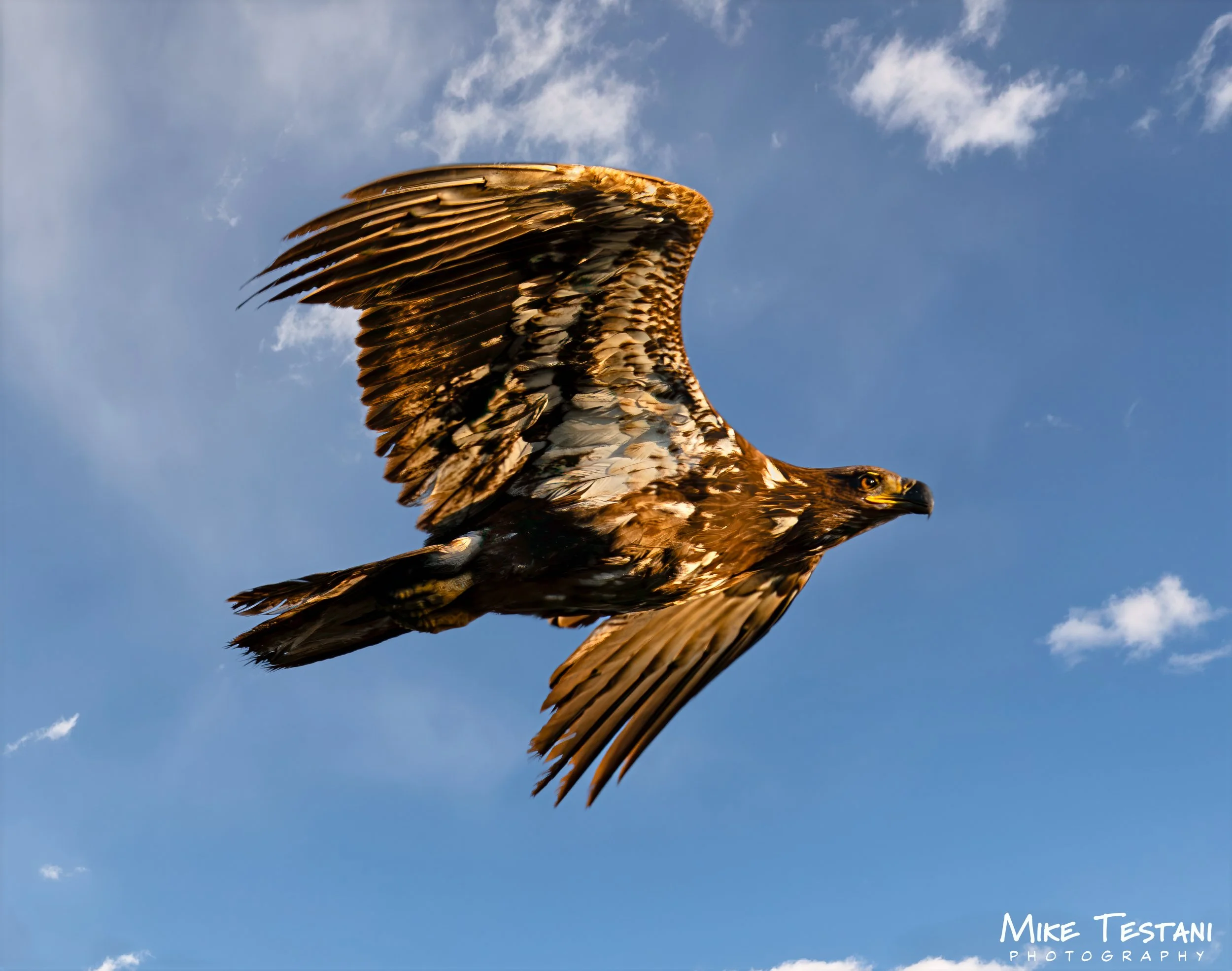 Juvinile Bald Eagle March 19 2026.jpg
