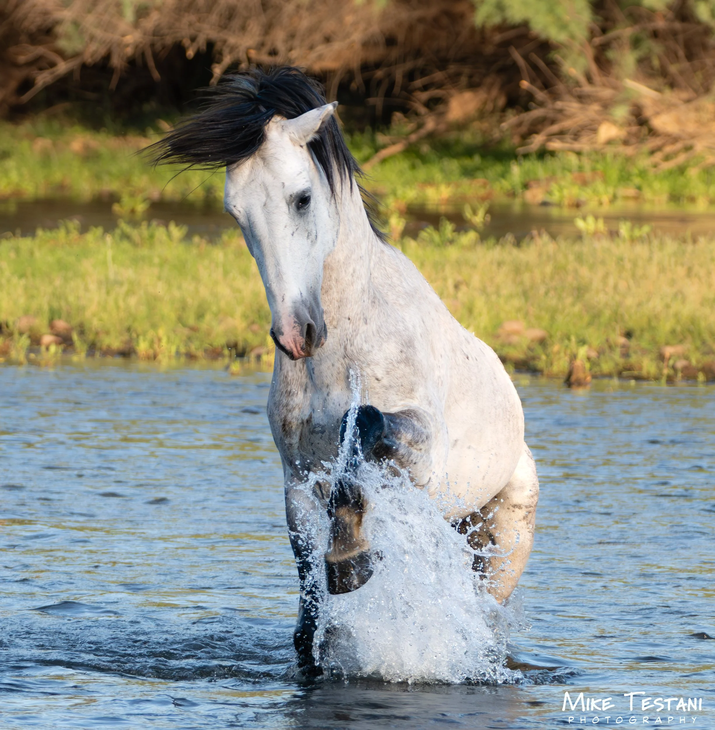 A white horse with a black mane standing in a shallow river, with water splashing around its legs. In the background, there is green grass and bushes.
