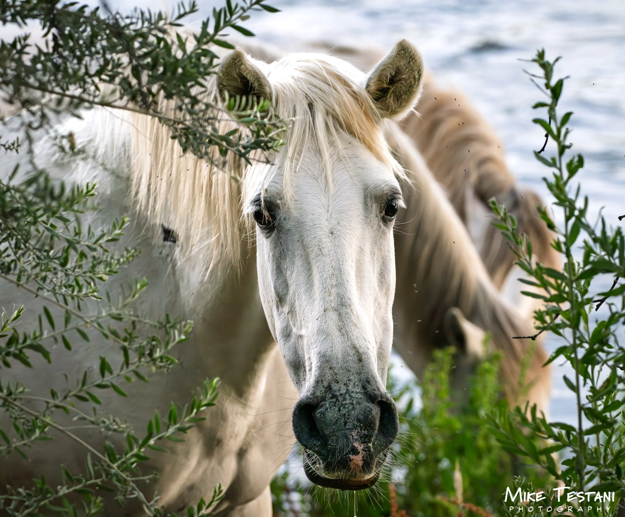 Close-up of a white horse with a long mane, surrounded by green foliage, with water in the background.