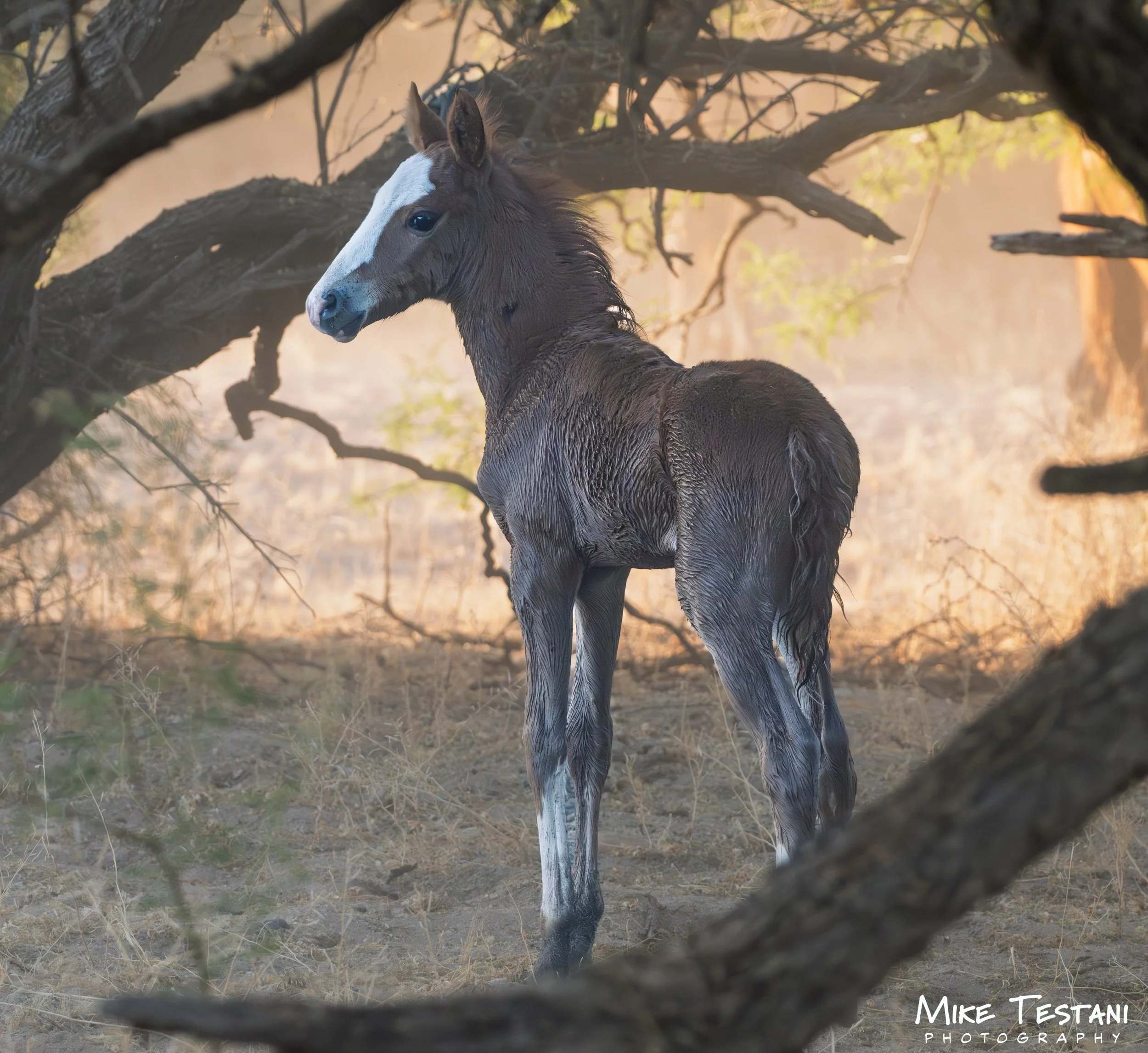 A young, wet horse stands outdoors among dry grass and bare tree branches, with sunlight filtering through the background.