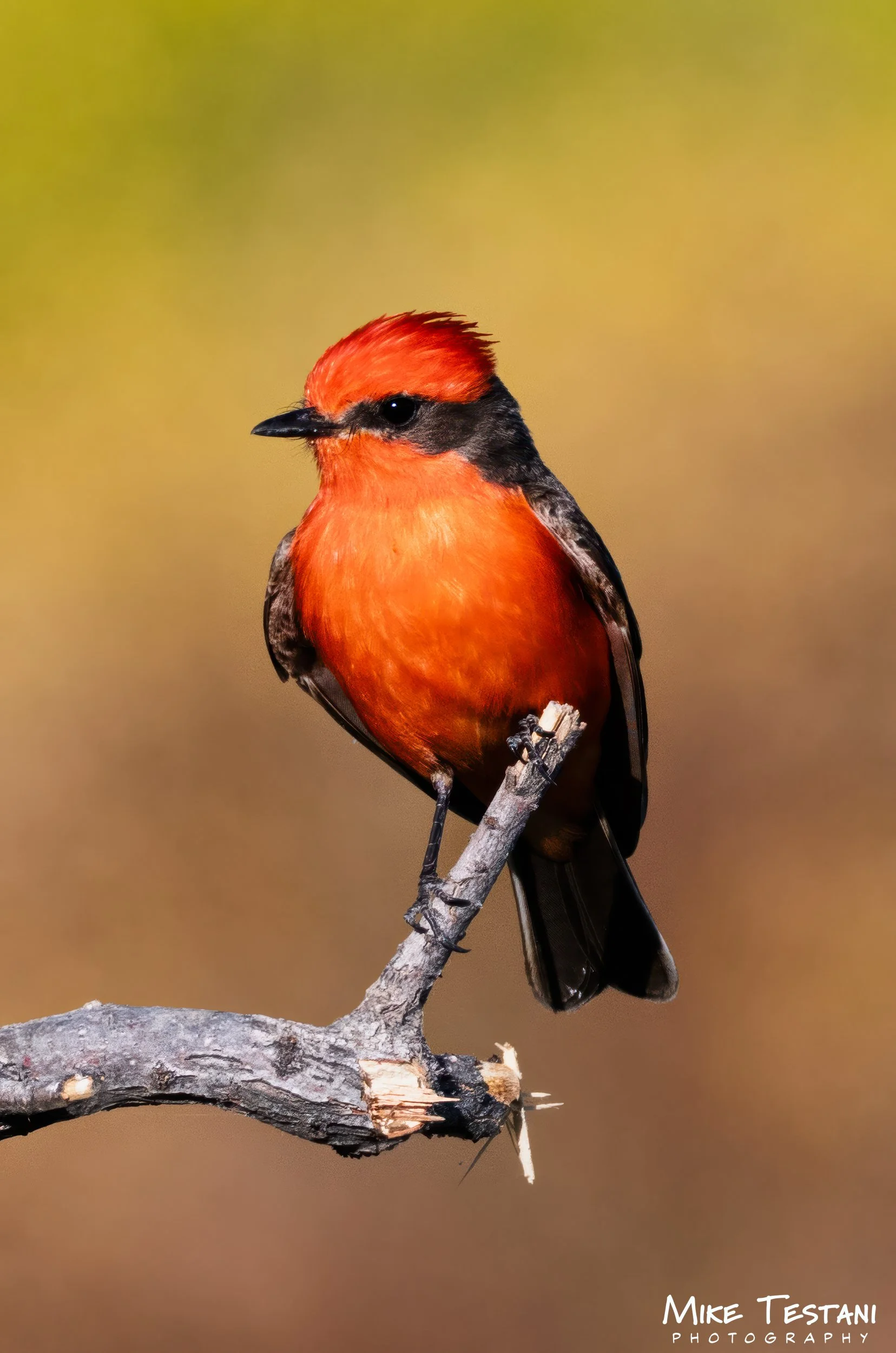 A vibrant red bird with black markings on black wings, perched on a small branch against a blurred yellowish-green background.