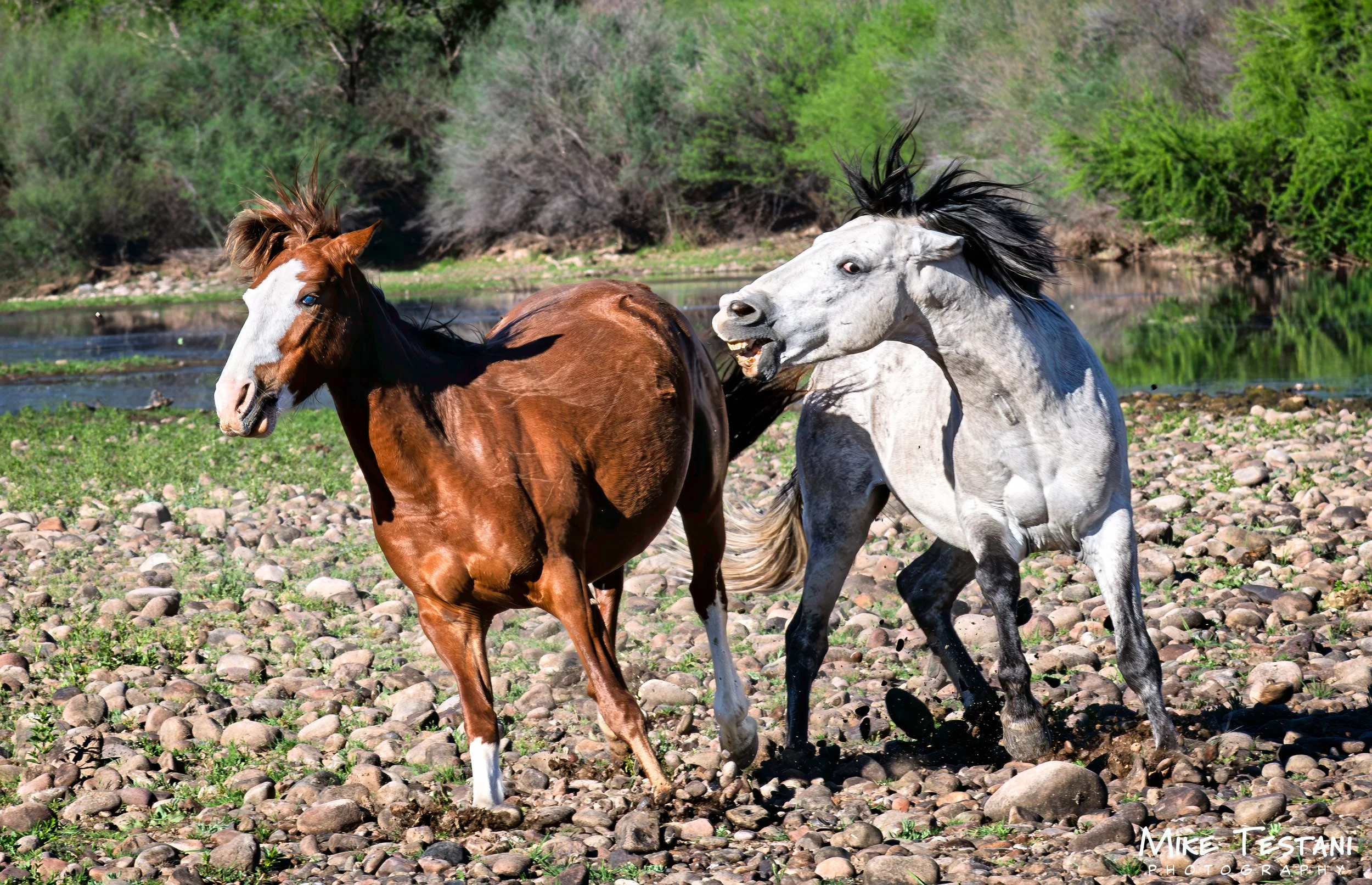 Salt River 3 19 26 C.jpg