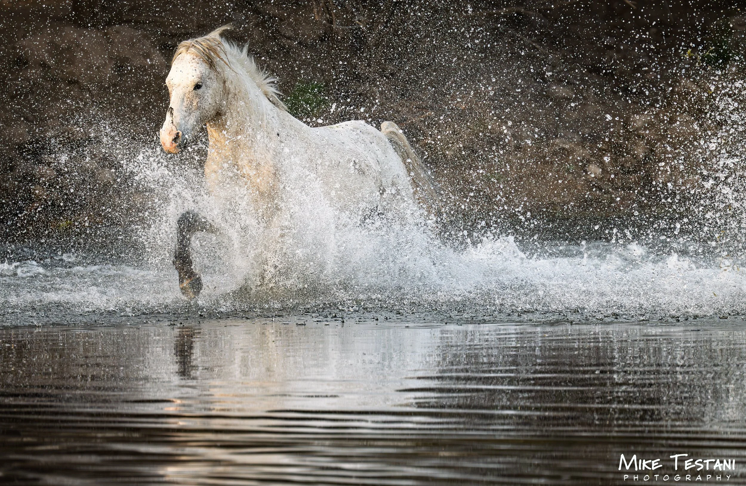 Salt River Horses 2026 Feb 9 B.jpg