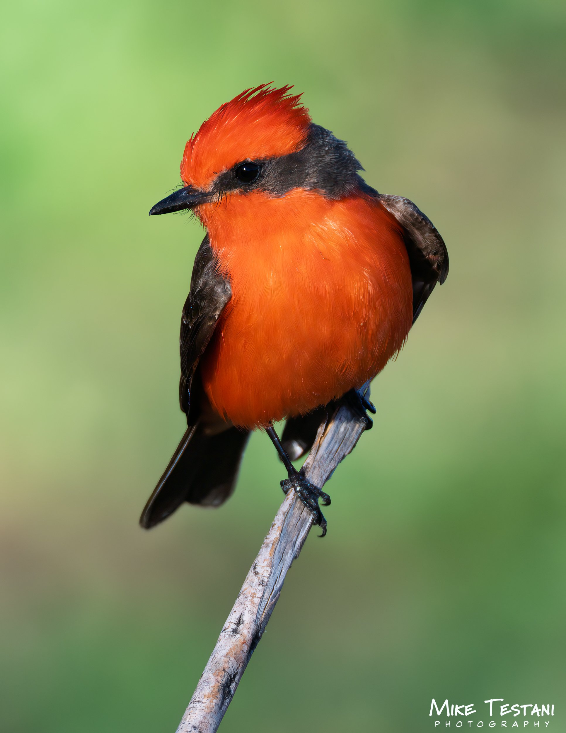 A vibrant orange and black bird perched on a thin, weathered branch against a blurred green background.