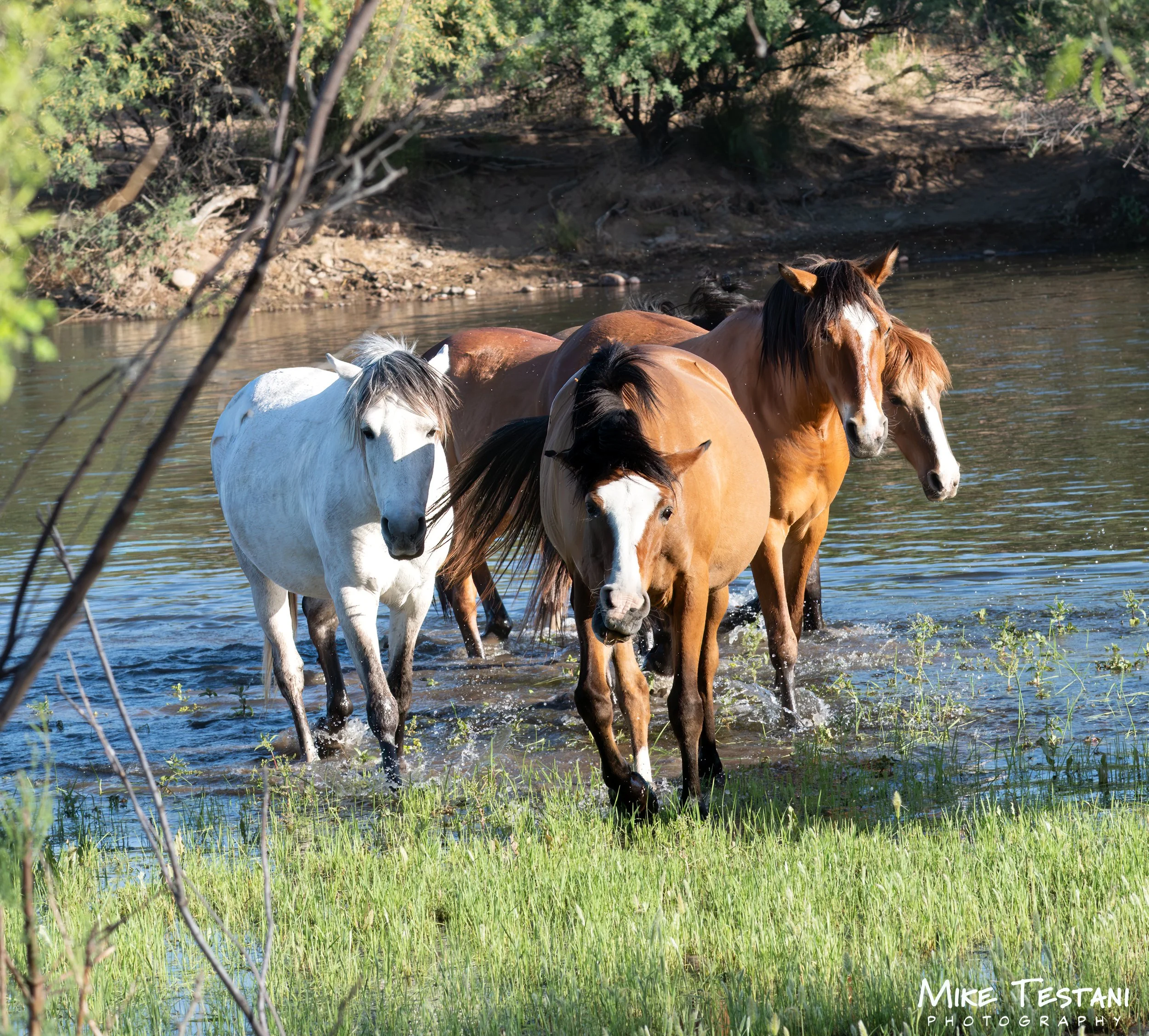 Salt River Horses 17  April 2026-29.jpg