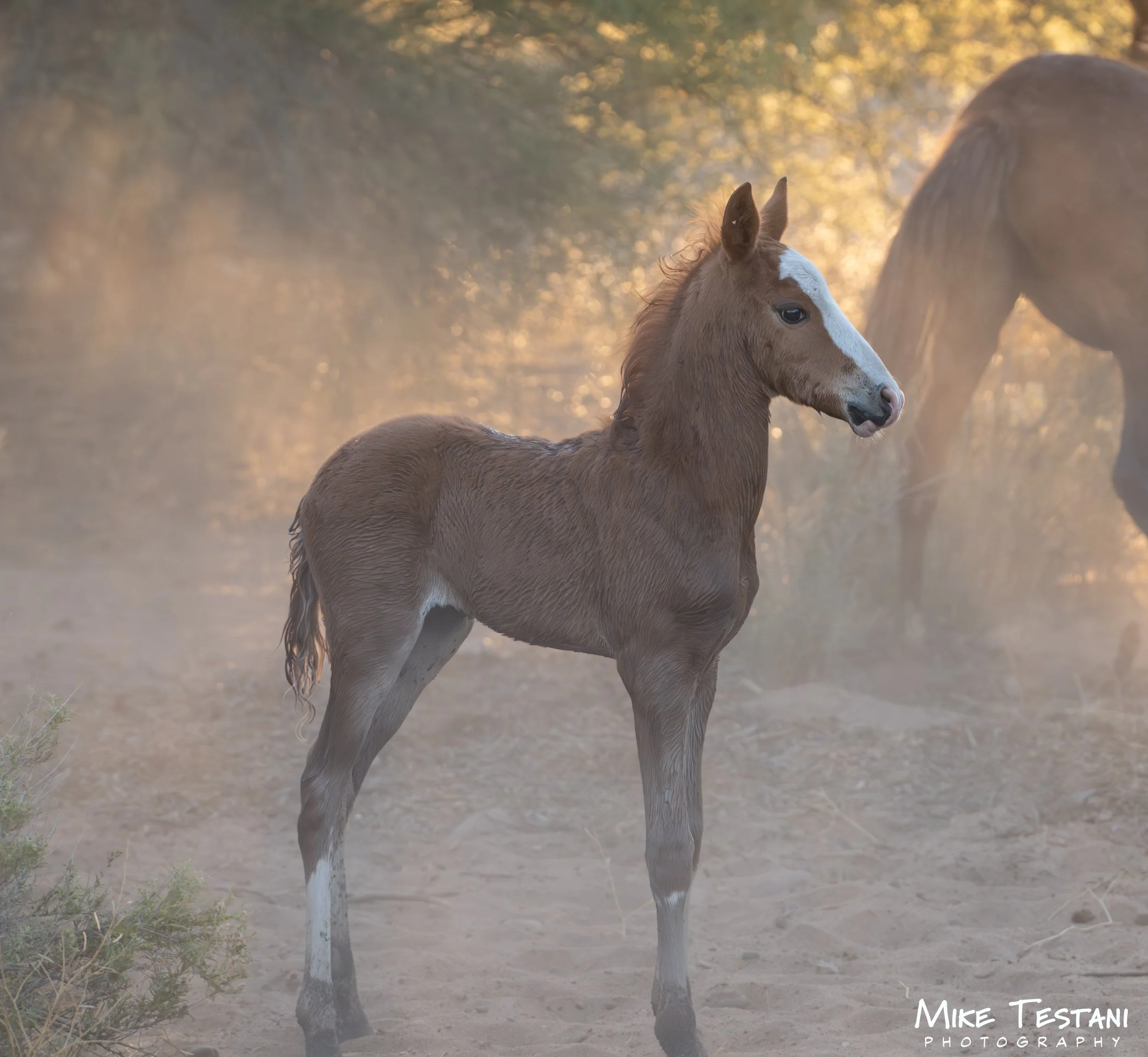 A young horse, or foal, stands in a misty, sunlit outdoor setting with trees in the background. The foal has a light brown coat and a white stripe on its face, with its ears alert and attentive.