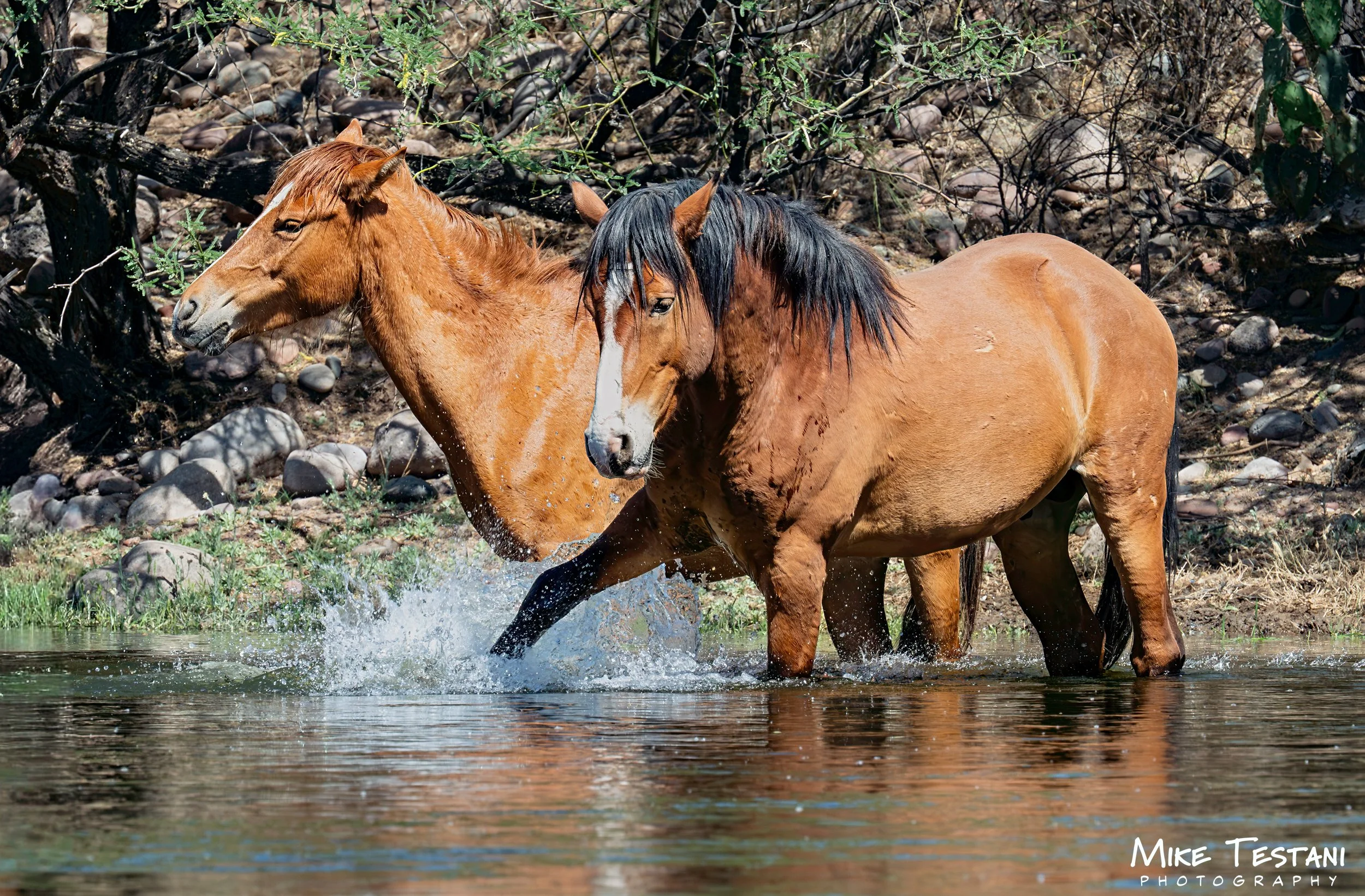 Salt River Horses 17  April 2026-15.jpg