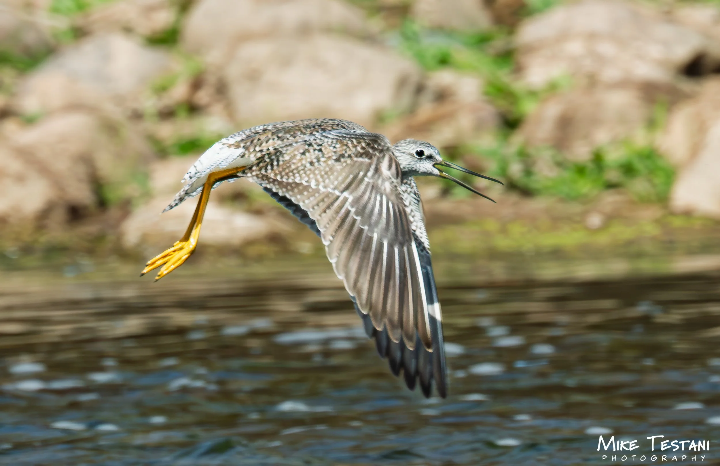 Bird 314.jpg