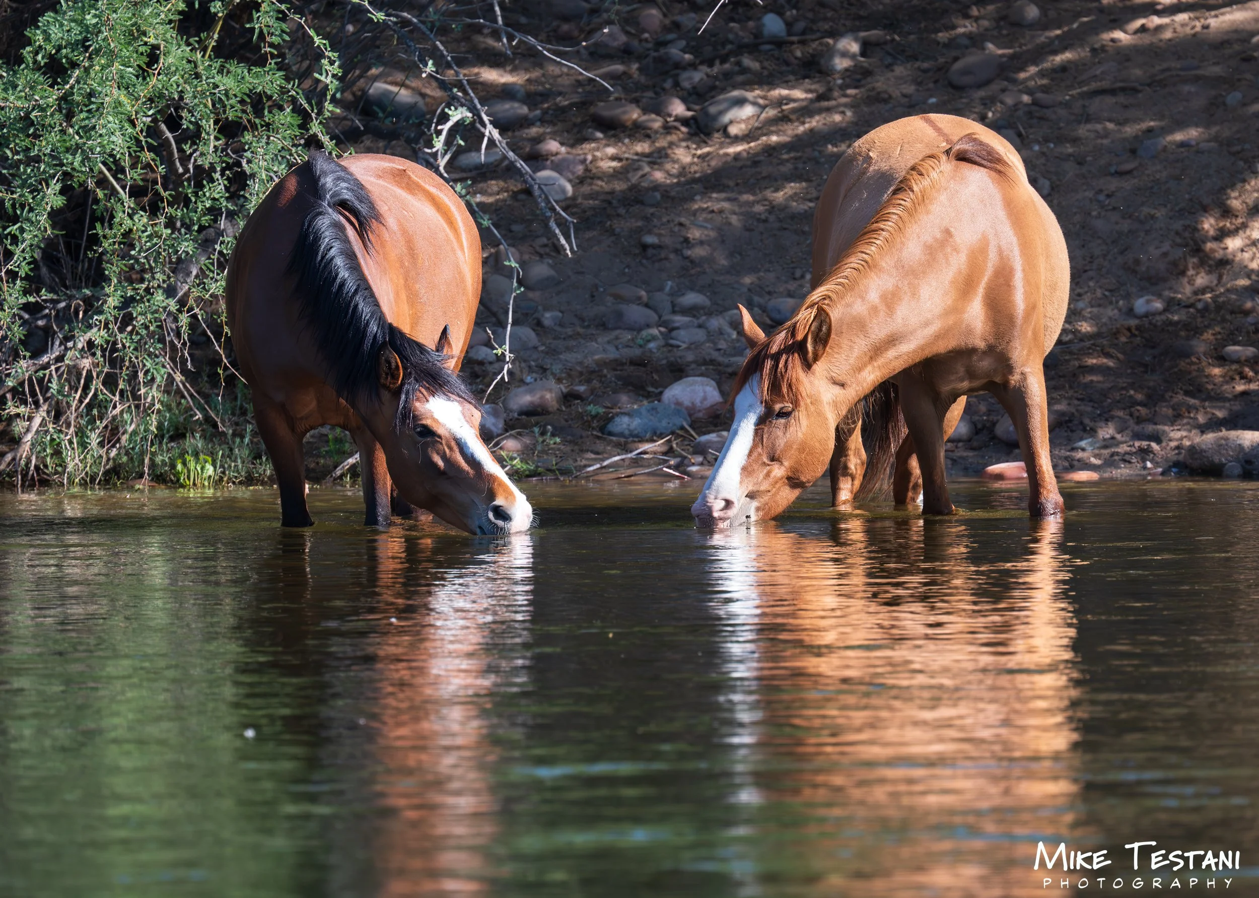 Salt River Horses 17  April 2026-30.jpg