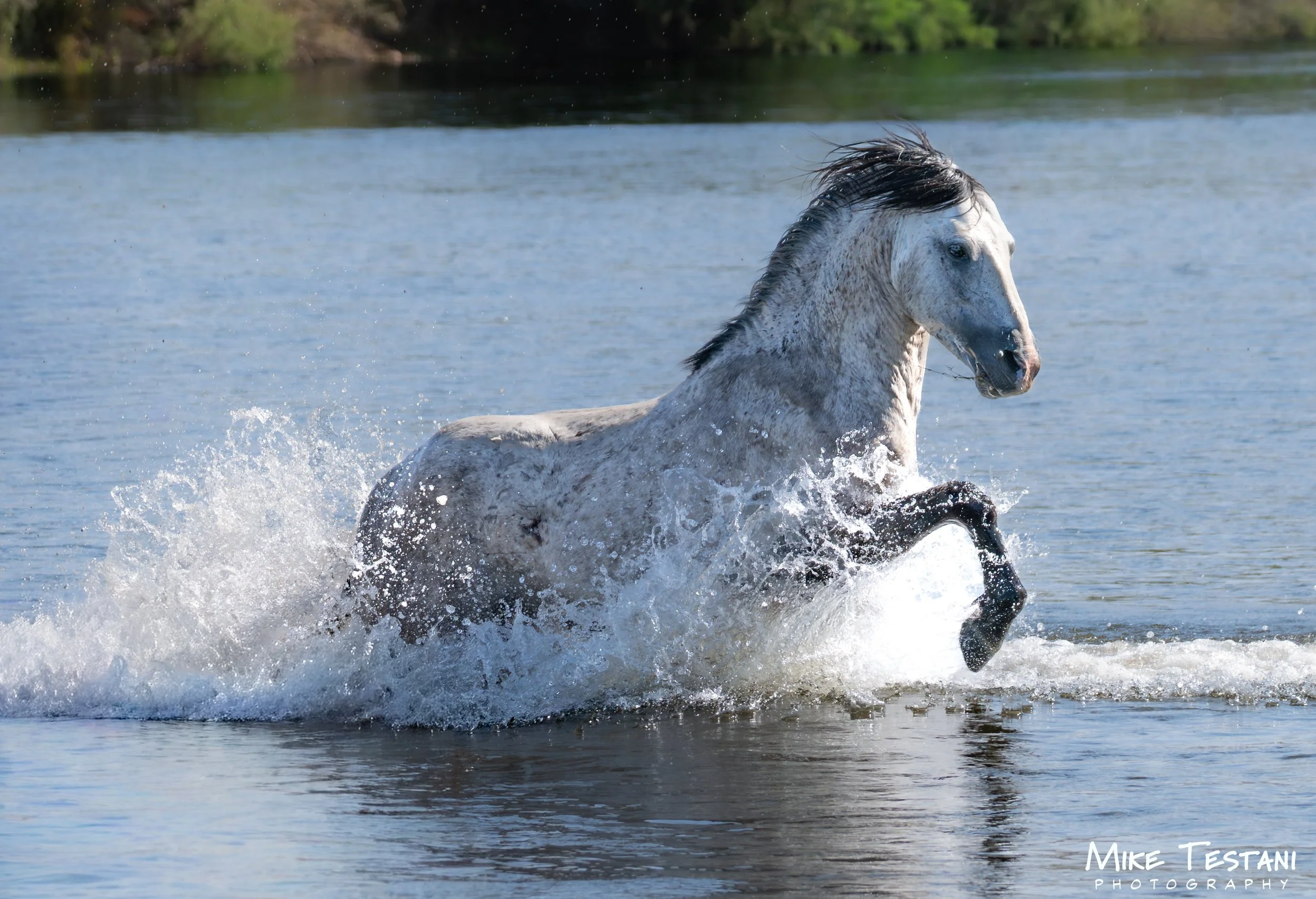 A gray horse running through water in a natural outdoor setting.