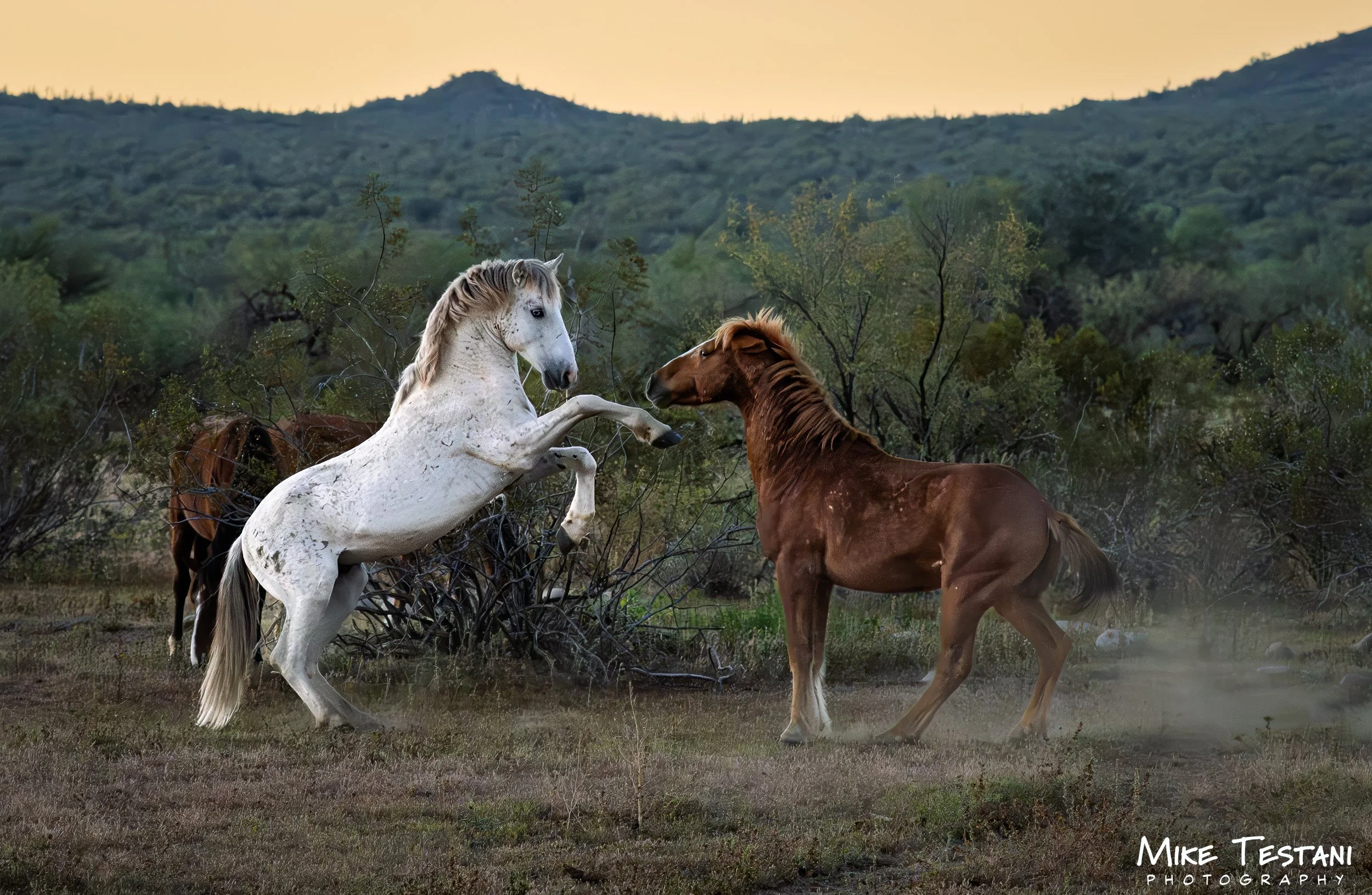 Salt River Horses 2026 Feb 8.jpg
