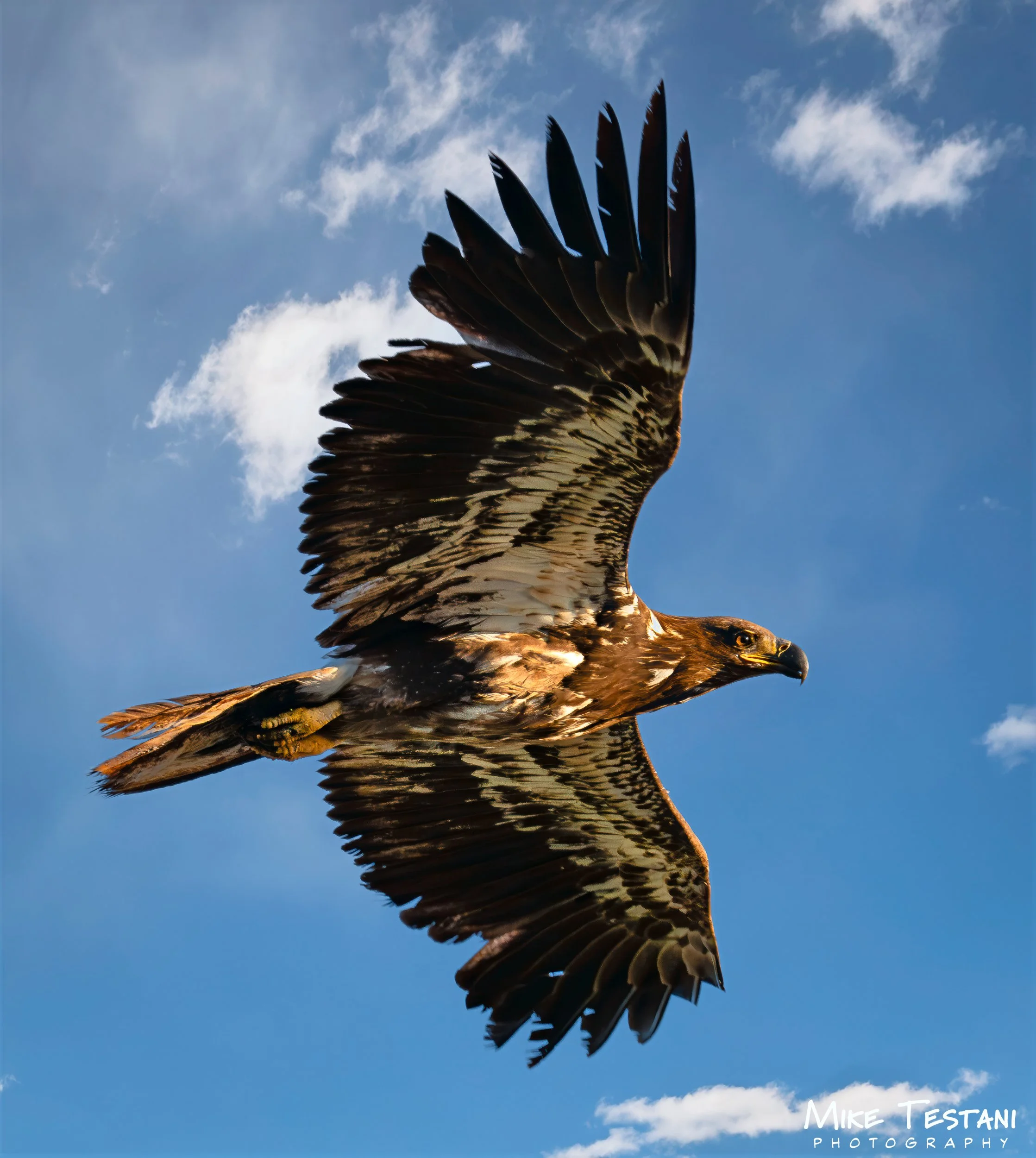 Juvinile Bald Eagle March 19 2026 B.jpg
