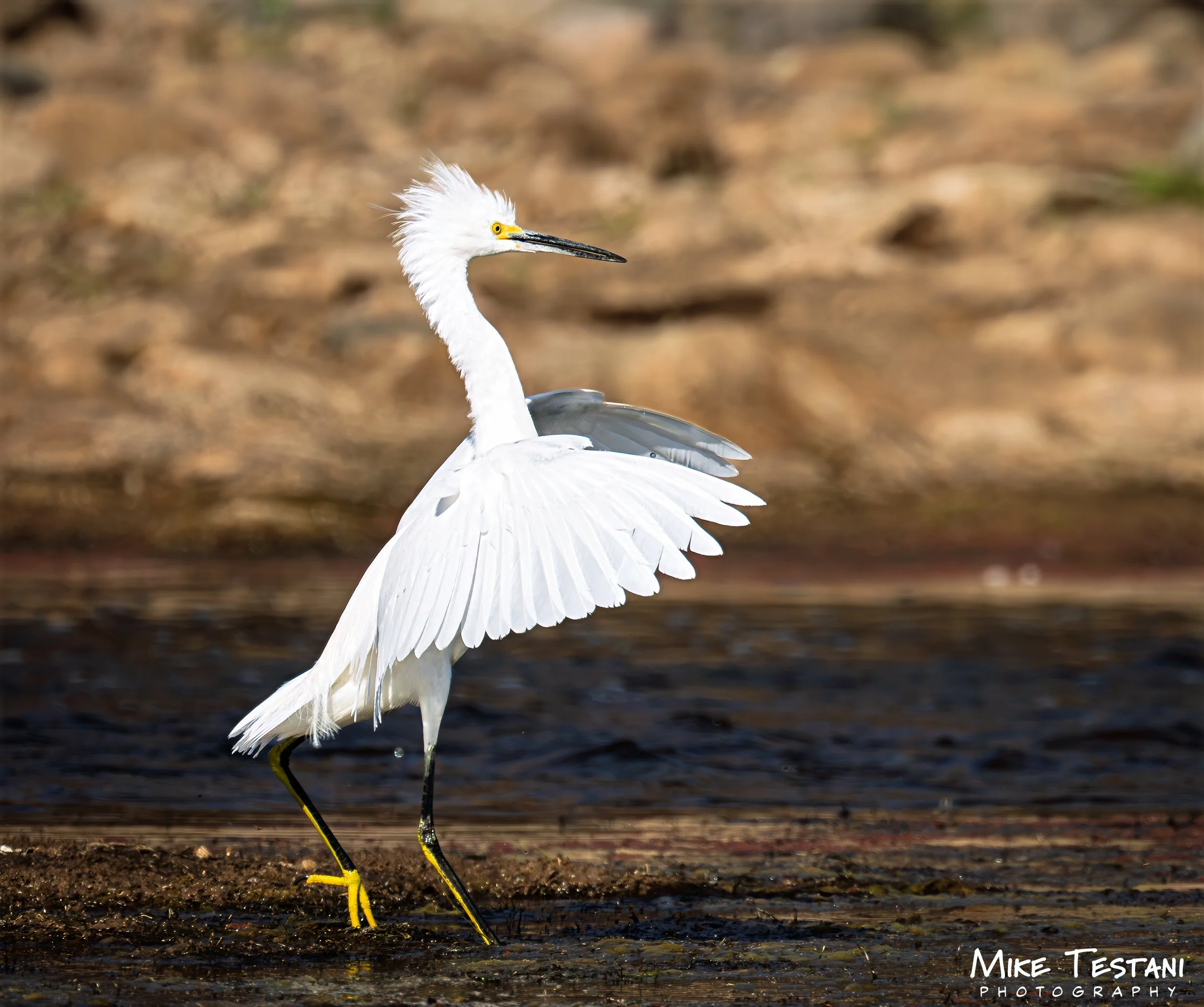Egrett SR 6.jpg