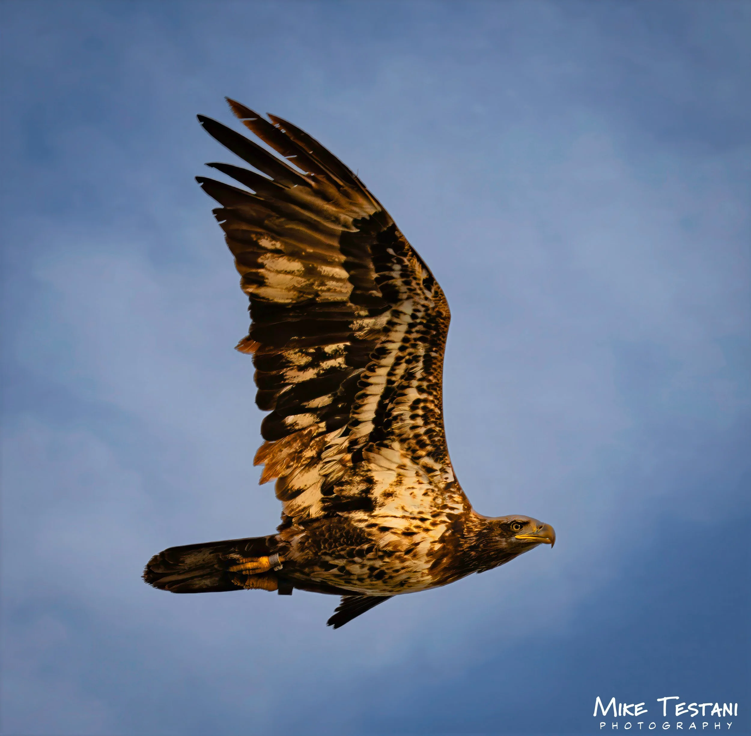 Juvinile Bald Headed Eagle 4 26 A.jpg